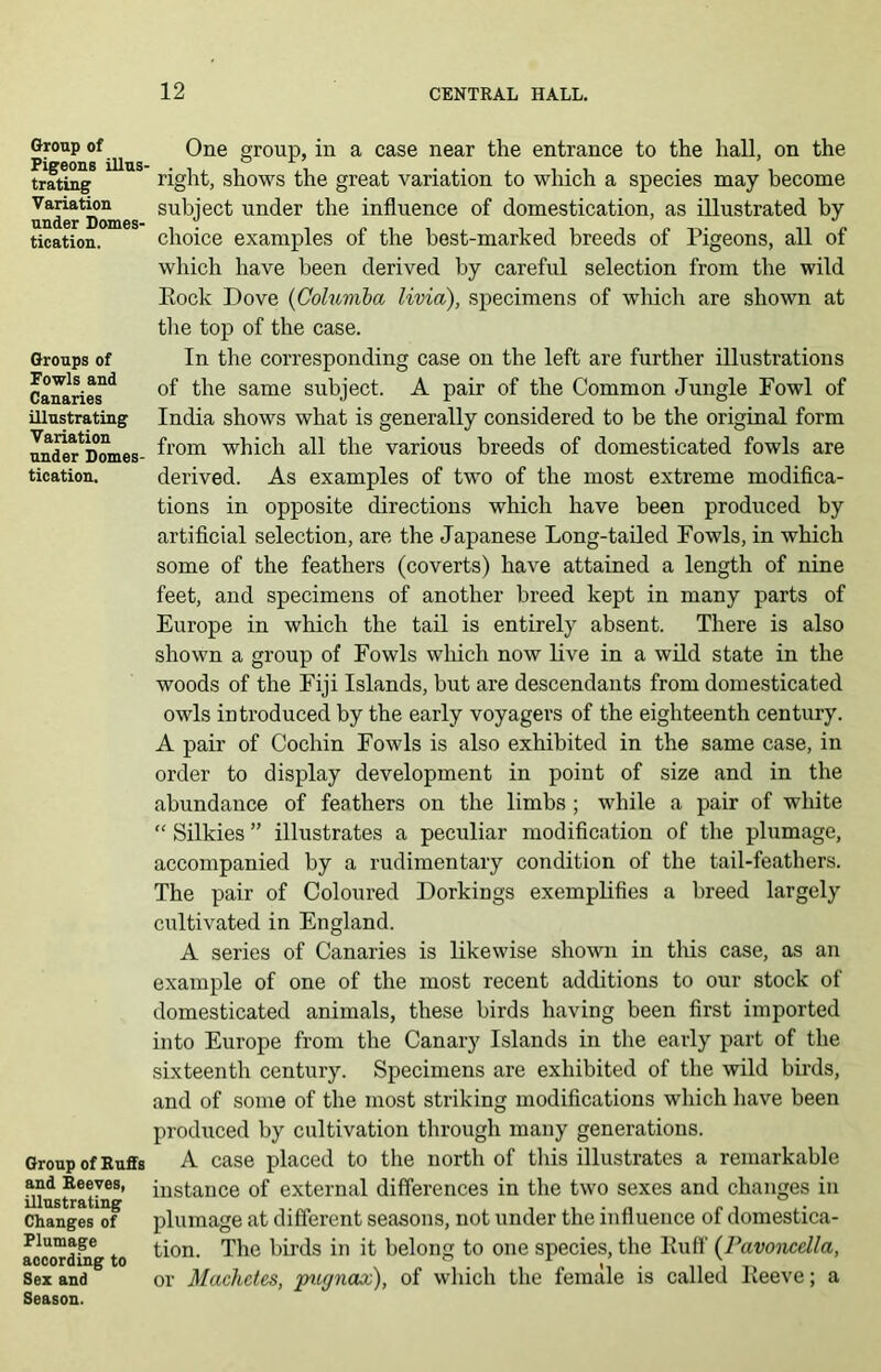 Group of Pigeons illus- trating Variation under Domes- tication. Groups of Fowls and Canaries illustrating Variation under Domes- tication. Group of Ruffs and Reeves, illustrating Changes of Plumage according to Sex and Season. One group, in a case near the entrance to the hall, on the right, shows the great variation to which a species may become subject under the influence of domestication, as illustrated by choice examples of the best-marked breeds of Pigeons, all of which have been derived by careful selection from the wild Eock Dove {Golumba livia), specimens of wlucli are shown at the top of the case. In the corresponding case on the left are further illustrations of the same subject. A pair of the Common Jungle Fowl of India shows what is generally considered to be the original form from which all the various breeds of domesticated fowls are derived. As examples of two of the most extreme modifica- tions in opposite directions which have been produced by artificial selection, are the Japanese Long-tailed Fowls, in which some of the feathers (coverts) have attained a length of nine feet, and specimens of another breed kept in many parts of Europe in which the tail is entirely absent. There is also shown a group of Fowls which now live in a wild state in the woods of the Fiji Islands, but are descendants from domesticated owls introduced by the early voyagers of the eighteenth century. A pair of Cochin Fowls is also exhibited in the same case, in order to display development in point of size and in the abundance of feathers on the limbs ; while a pair of white “ Silkies ” illustrates a peculiar modification of the plumage, accompanied by a rudimentary condition of the tail-feathers. The pair of Coloured Dorkings exemplifies a breed largely cultivated in England. A series of Canaries is likewise shown in tliis case, as an example of one of the most recent additions to our stock of domesticated animals, these birds having been first imported into Europe from the Canary Islands in the early part of the sixteenth century. Specimens are exhibited of the wild birds, and of some of the most striking modifications which liave been produced by cultivation through many generations. A case placed to the north of this illustrates a remarkable instance of external differences in the two sexes and changes in plumage at different seasons, not under the influence of domestica- tion. The birds in it belong to one species, the Euff (Pavoiicella, or Machetes, ptujnax), of which the female is called Eeeve; a