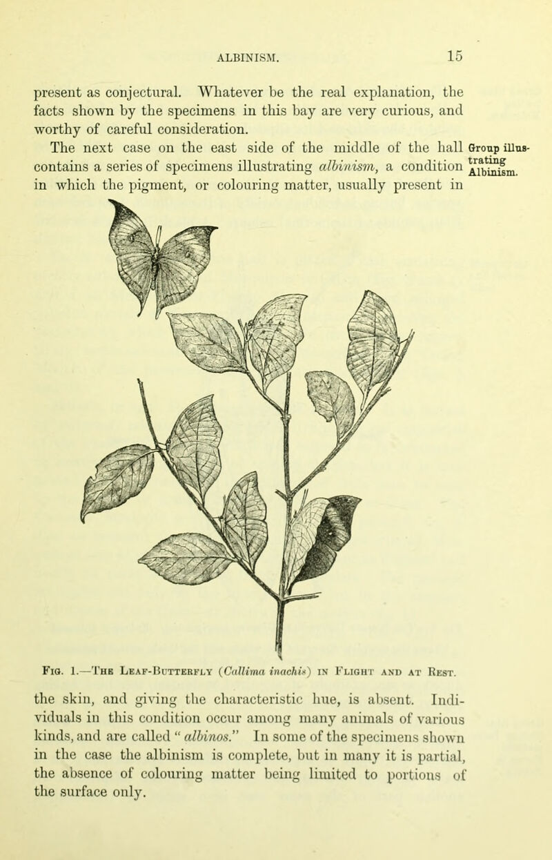 present as conjectural. Whatever be the real explanation, the facts shown by the specimens in this bay are very curious, and worthy of careful consideration. The next case on the east side of the middle of the hall Group illus- contains a series of specunens illustrating albinism, a condition in which the pigment, or colouring matter, usually present in Fia. 1.—The Leaf-Hutterfly (Callima inachi) in Flight and at Rest. the skin, and giving the characteristic hue, is absent. Indi- viduals in this condition occur among many animals of various kinds, and are called “ albinos’’ In some of the specimens shown in the case the albinism is complete, but in many it is partial, the absence of colouring matter being limited to portions of the surface only.