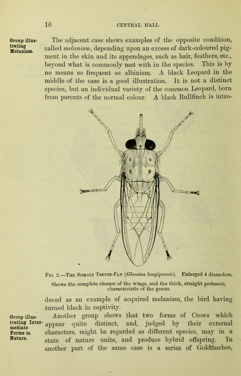Group illus- trating Melanism. Group illus- trating Inter- mediate Forms in Nature. The adjacent case shows examples of the opposite condition, called melanism, depending upon an excess of dark-coloured pig- ment in the skin and its appendages, such as hair, feathers, etc., beyond what is commonly met with in the species. This is by no means so frequent as albinism. A black Leopard in the middle of the case is a good illustration. It is not a distinct species, but an individual variety of the common Leopard, born from parents of the normal colour. A black Bullfinch is intro- Fig. 2.—The Somali Tsetse-Fly (Glomna longipenim). Enlarged 4 diameters. Shows the complete closure of the wings, and the tliick, straight proboscis, characteristic of the genus. duced as an example of acquired melanism, the bird having turned black in captivity. Another group shows that two forms of Crows which appear quite distinct, and, judged by their external characters, might be regarded as different species, may in a state of nature unite, and produce hybrid offspring. In another part of the same case is a series of Goldfinches,