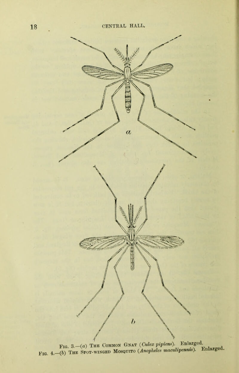 Fig 3—(a) The Common Gnat (Culex pipien*). Enlarged To. 4.-{b) The Spot-winged Mosquito (Anopheles maculipennu<). Eulargea.