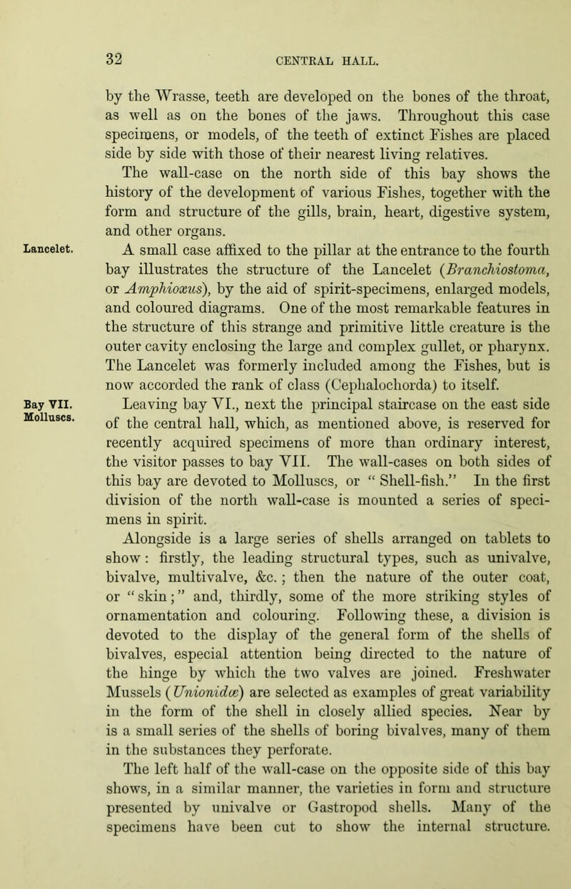 Lancelet. Bay VII. Molluscs. by the Wrasse, teeth are developed on the bones of the throat, as well as on the bones of the jaws. Throughout this case specimens, or models, of the teeth of extinct Fishes are placed side by side with those of their nearest living relatives. The wall-case on the north side of this bay shows the history of the development of various Fishes, together with the form and structure of the gills, brain, heart, digestive system, and other organs. A small case affixed to the pillar at the entrance to the fourth bay illustrates the structure of the Lancelet {BrancMostoma, or Amphioxus), by the aid of spirit-specimens, enlarged models, and coloured diagrams. One of the most remarkable features in the structure of this strange and primitive little creature is the outer cavity enclosing the large and complex gullet, or pharynx. The Lancelet was formerly included among the Fishes, but is now accorded the rank of class (Cephalochorda) to itself. Leaving bay VI., next the principal staircase on the east side of the central hall, which, as mentioned above, is reserved for recently acquired specimens of more than ordinary interest, the visitor passes to bay VII. The wall-cases on both sides of this bay are devoted to Molluscs, or “ Shell-fish.” In the first division of the north wall-case is mounted a series of speci- mens in spirit. Alongside is a large series of shells arranged on tablets to o o o show: firstly, the leading structural types, such as univalve, bivalve, multivalve, &c.; then the nature of the outer coat, or “ skin; ” and, thirdly, some of the more striking styles of ornamentation and colouring. Following these, a division is devoted to the display of the general form of the shells of bivalves, especial attention being directed to the nature of the hinge by which the two valves are joined. Freshwater Mussels (Unionidcc) are selected as examples of great variability in the form of the shell in closely allied species. Near by is a small series of the shells of boring bivalves, many of them in the substances they perforate. The left half of the wall-case on the opposite side of this bay shows, in a similar manner, the varieties in form and structure presented by univalve or Gastropod shells. Many of the specimens have been cut to show the internal structure.