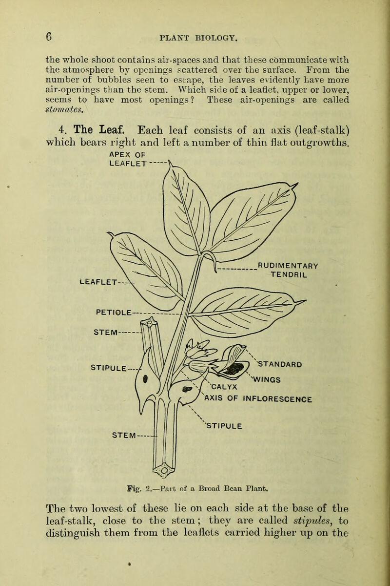 the whole shoot contains air-spaces and that these communicate with the atmosphere by openings scattered over the surface. From the number of bubbles seen to escape, the leaves evidently have more air-openings than the stem. Which side of a leaflet, upper or lower, seems to have most openings ? These air-openings are called stomates. 4. The Leaf. Each leaf consists of an axis (leaf-stalk) which bears right and left a number of thin flat outgrowths. APEX OF The two lowest of these lie on each side at the base of the leaf-stalk, close to the stem; they are called stipules, to distinguish them from the leaflets carried higher up on the