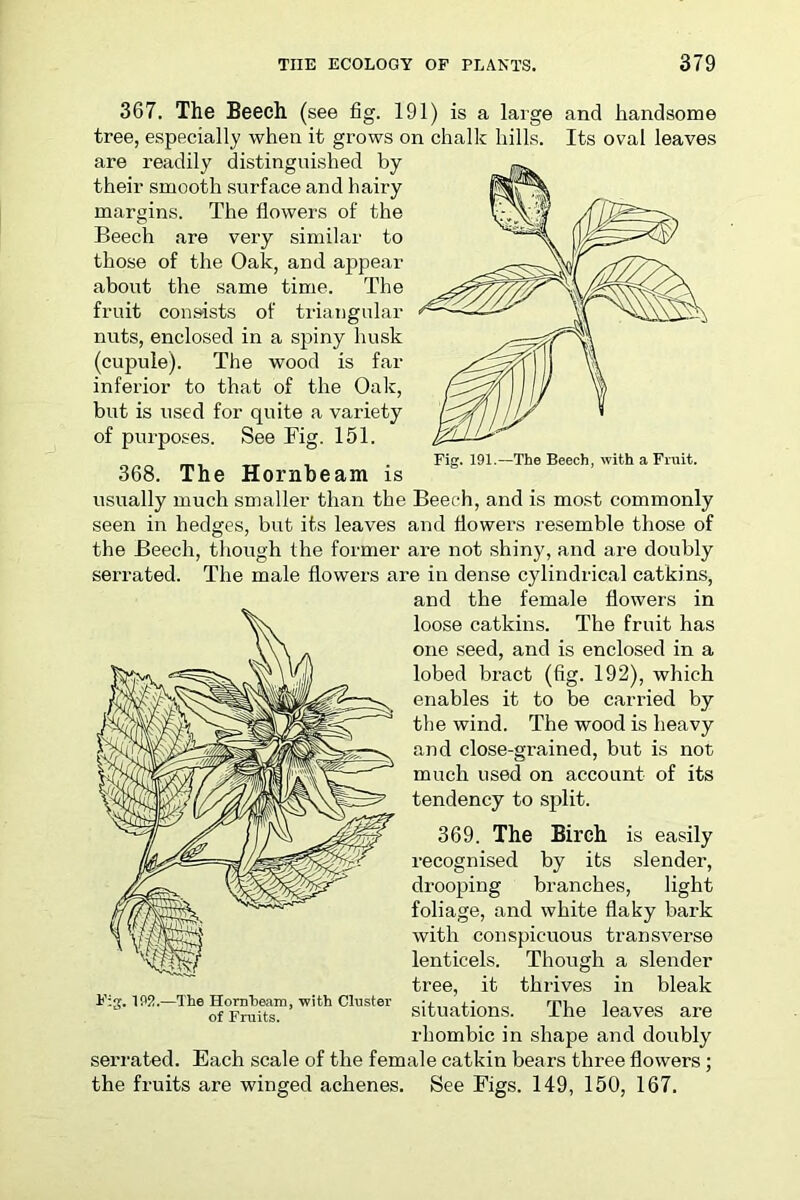367. The Beech (see fig. 191) is a large and handsome tree, especially when it grows on chalk hills. Its oval leaves are readily distinguished by their smooth surface and hairy margins. The flowers of the Beech are very similar to those of the Oak, and appear about the same time. The fruit consists of triangular nuts, enclosed in a spiny husk (cupule). The wood is far inferior to that of the Oak, but is used for quite a variety of purposes. See Fig. 151. „„ _, _ , . Fig. 191.—The Beech, with a Fruit. 368. The Hornbeam is usually much smaller than the Beech, and is most commonly seen in hedges, but its leaves and flowers resemble those of the Beech, though the former are not shiny, and are doubly serrated. The male flowers are in dense cylindrical catkins, and the female flowers in loose catkins. The fruit has one seed, and is enclosed in a lobed bract (fig. 192), which enables it to be carried by the wind. The wood is heavy and close-grained, but is not much used on account of its tendency to split. 369. The Birch is easily recognised by its slender, drooping branches, light foliage, and white flaky bark with conspicuous transverse lenticels. Though a slender tree, it thrives in bleak Fijr. IPS?.—The Hornbeam, with Cluster •. i • ^ mi i _ ^ tS of Fmits. situations. 1 he leaves are rhombic in shape and doubly serrated. Each scale of the female catkin bears three flowers; the fruits are winged achenes. See Figs. 149, 150, 167.