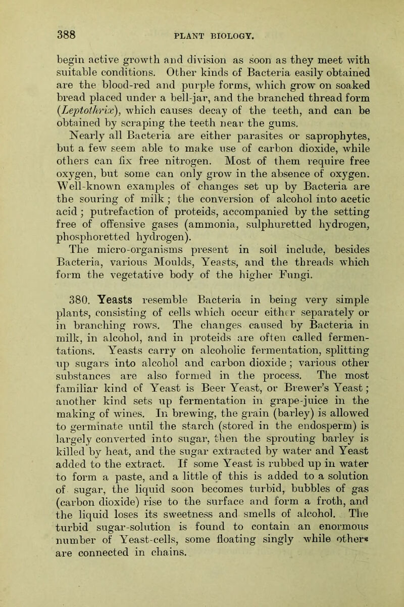 begin active growth and division as soon as they meet with suitable conditions. Other kinds of Bacteria easily obtained are the blood-red and purple forms, which grow on soaked bread placed under a bell-jar, and the branched thread form (Leptothrix), which causes decay of the teeth, and can be obtained by scraping the teeth near the gums. Nearly all Bacteria are either parasites or saprophytes, but a few seem able to make use of carbon dioxide, while others can fix free nitrogen. Most of them require free oxygen, but some can only grow in the absence of oxygen. Well-known examples of changes set up by Bacteria are the souring of milk ; the conversion of alcohol into acetic acid; putrefaction of proteids, accompanied by the setting free of offensive gases (ammonia, sulphuretted hydrogen, phosphoretted hydrogen). The micro-organisms present in soil include, besides Bacteria, various Moulds, Yeasts, and the threads which form the vegetative body of the higher Fungi. 380. Yeasts resemble Bacteria in being very simple plants, consisting of cells which occur either separately or in branching rows. The changes caused by Bacteria in milk, in alcohol, and in proteids are often called fermen- tations. Yeasts carry on alcoholic fermentation, splitting up sugars into alcohol and carbon dioxide ; various other substances are also formed in the process. The most familiar kind of Yeast is Beer Yeast, or Brewer’s Yeast ; another kind sets up fermentation in grape-juice in the making of wines. In brewing, the grain (barley) is allowed to germinate until the starch (stored in the endosperm) is largely converted into sugar, then the sprouting barley is killed by heat, and the sugar extracted by water and Yeast added to the extract. If some Yeast is rubbed up in water to form a paste, and a little of this is added to a solution of sugar, the liquid soon becomes turbid, bubbles of gas (carbon dioxide) rise to the surface and form a froth, and the liquid loses its sweetness and smells of alcohol. The turbid sugar-solution is found to contain an enormous number of Yeast-cells, some floating singly while other* are connected in chains.