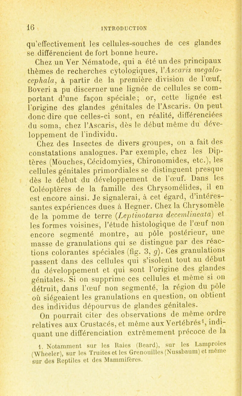 qu’effectivement les cellules-souches de ces glandes se différencient de fort bonne heure. Chez un Ver Nématode, qui a été un des principaux thèmes de recherches cytologiques, Y Ascaris megalo- cephala, à partir de la première division de l’œuf, Boveri a pu discerner une lignée de cellules se com- portant d’une façon spéciale; or, cette lignée est l’origine des glandes génitales de l’Ascaris. On peut donc dire que celles-ci sont, en réalité, différenciées du soma, chez l’Ascaris, dès le début même du déve- loppement de l’individu. Chez des Insectes de divers groupes, on a fait des constatations analogues. Par exemple, chez les Dip- tères (Mouches, Cécidomyies, Chironomides, etc.), les cellules génitales primordiales se distinguent presque dès le début du développement de l'œuf. Dans les Coléoptères de la famille des Chrysomélides, il en est encore ainsi. Je signalerai, à cet égard, d’intéres- santes expériences dues à Ilegner. Chez la Chrysomèle de la pomme de terre (Leptinotarsa decemlineata) et les formes voisines, l’étude histologique de l’œuf non encore segmenté montre, au pôle postérieur, une masse de granulations qui se distingue par des réac- tions colorantes spéciales (fîg. 3, g). Ces granulations passent dans des cellules qui s’isolent tout au début du développement et qui sont l’origine des glandes génitales. Si on supprime ces cellules et même si on détruit, dans l’œuf non segmenté, la région du pôle où siégeaient les granulations en question, on obtient des individus dépourvus de glandes génitales. On pourrait citer des observations de même ordre relatives aux Crustacés, et même aux Vertébrés1, indi- quant une différenciation extrêmement précoce de la 1. Notamment sur les Raies (Beard), sur les Lamproies (Whcelcr), sur les Truites et les Grenouilles (Nussbaum) et même sur des Reptiles et des Mammifères.