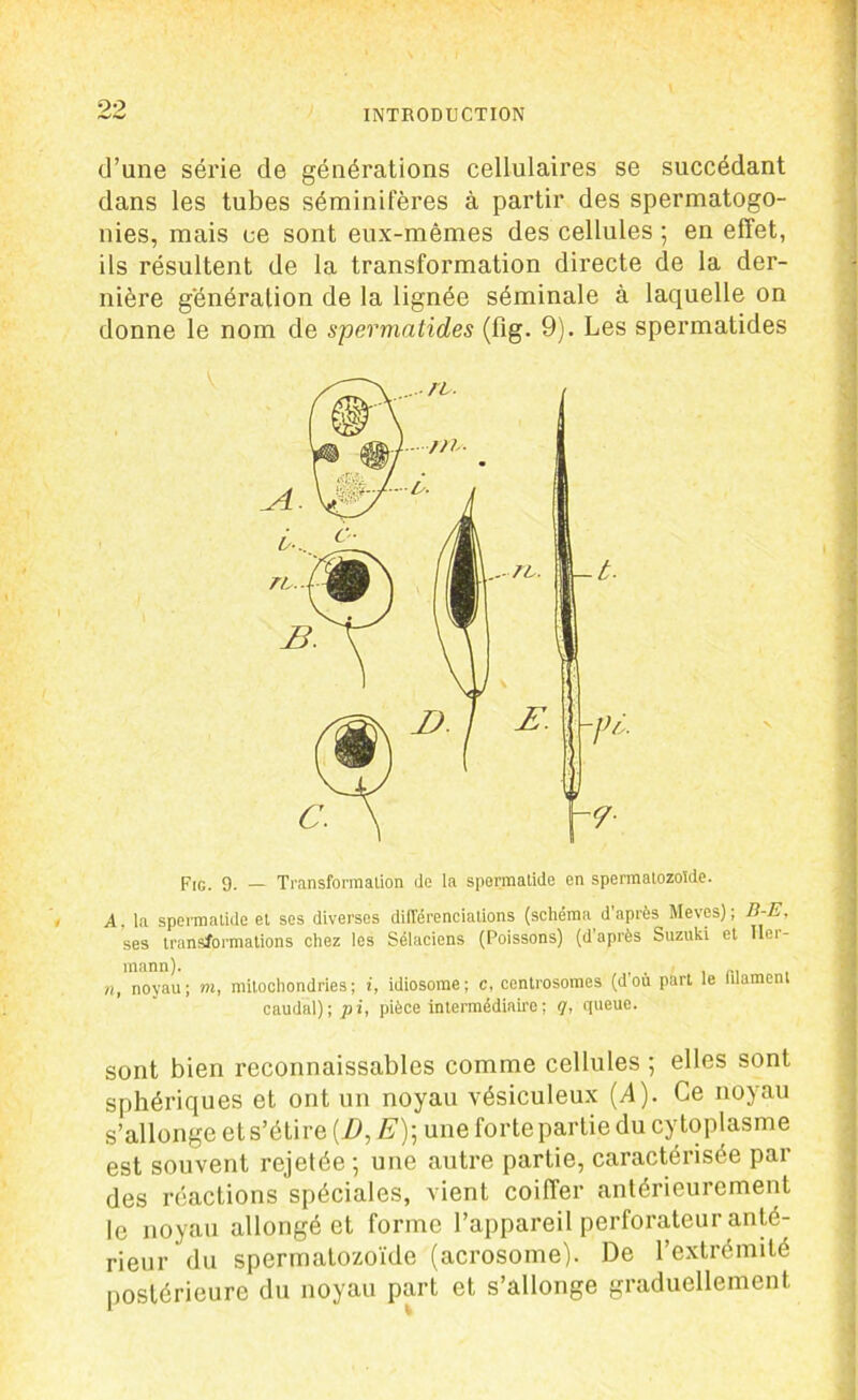 92 d’une série de générations cellulaires se succédant dans les tubes séminifères à partir des spermatogo- nies, mais ce sont eux-mêmes des cellules ; en effet, ils résultent de la transformation directe de la der- nière génération de la lignée séminale à laquelle on donne le nom de spermalides (fig. 9). Les spermatides Fig. 9. — Transformation de la spermatide en spermatozoïde. A, la spermatide et ses diverses différenciations (schéma d’après Meves) ; B-E, ses transformations chez les Sélaciens (Poissons) (d’après Suzuki et Her- mann). , , _. n, noyau; m, mitochondries; i, idiosome; c, centrosomes (dou part le luamenl caudal) ; p i, pièce intermédiaire ; q, queue. sont bien reconnaissables comme cellules ; elles sont sphériques et ont un noyau vésiculeux (A). Ce noyau s’allonge et s’étire (D, E)\ une forte partie du cytoplasme est souvent rejetée ; une autre partie, caractérisée par des réactions spéciales, vient coiffer antérieurement le noyau allongé et forme l’appareil perforateur anté- rieur du spermatozoïde (acrosome). De l’extrémité postérieure du noyau part et s’allonge graduellement