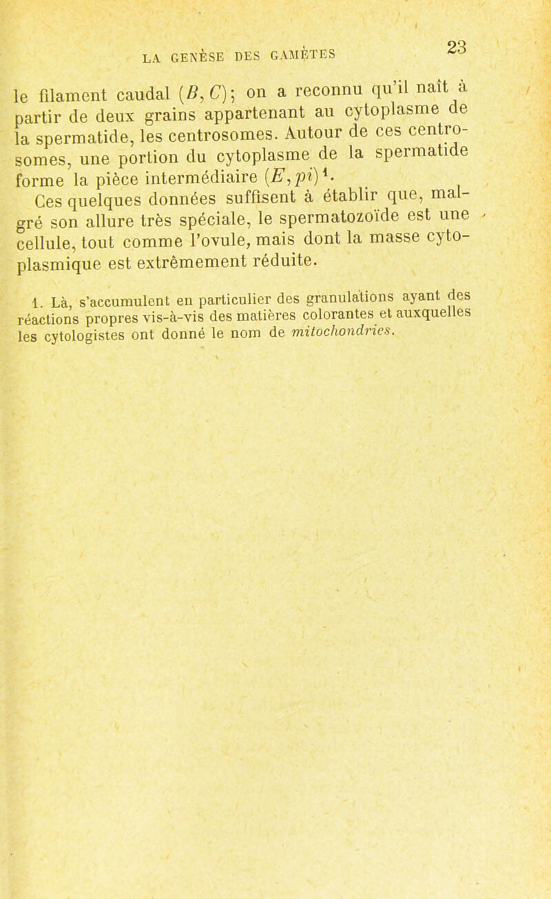 LA GENÈSE DES GAMÈTES le filament caudal (/?,£); on a reconnu qu’il naît à partir de deux grains appartenant au cytoplasme de la spermatide, les centrosomes. Autour de ces centro- somes, une portion du cytoplasme de la spermatide forme la pièce intermédiaire (E, pi)1- Ces quelques données suffisent à établir que, mal- gré son allure très spéciale, le spermatozoïde est une cellule, tout comme l’ovule, mais dont la masse cyto- plasmique est extrêmement réduite. 1. Là, s’accumulent en particulier des granulations ayant des réactions propres vis-à-vis des matières colorantes et auxquelles les cytologistes ont donné le nom de mitochondries.