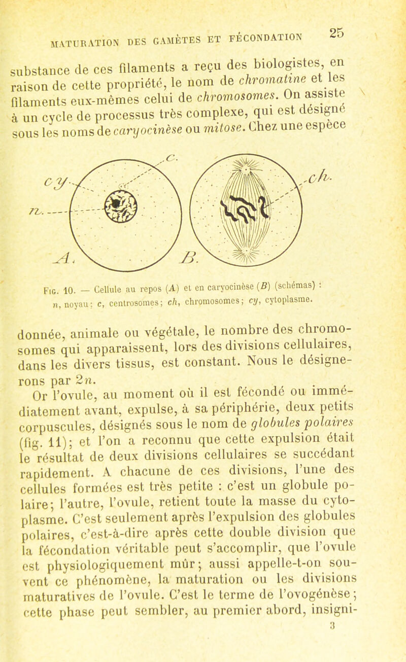 111 d» 111 tî 11 1/o CUA iiiv/i* u , i r • ' à un cycle de processus très complexe, qui est desigi sous les noms de caryocinèse ou mitose. Chez une espece Fig. 10. — Cellule au repos (A) et en caryocinèse (B) (schémas) : «.noyau; c, centrosomes; ch, chromosomes; cy, cytoplasme. donnée, animale ou végétale, le nombre des chromo- somes qui apparaissent, lors des divisions cellulaires, dans les divers tissus, est constant. Nous le désigne- rons par 2 n. Or l’ovule, au moment où il est fécondé ou immé- diatement avant, expulse, à sa périphérie, deux petits corpuscules, désignés sous le nom de globules polaires (fig. 11); et l’on a reconnu que cette expulsion était le résultat de deux divisions cellulaires se succédant rapidement. A chacune de ces divisions, l’une des cellules formées est très petite : c’est un globule po- laire; l’autre, l’ovule, retient toute la masse du cyto- plasme. C’est seulement après l’expulsion des globules polaires, c’est-à-dire après cette double division que la fécondation véritable peut s’accomplir, que l’ovule est physiologiquement mûr; aussi appelle-t-on sou- vent ce phénomène, la maturation ou les divisions maturatives de l’ovule. C’est le terme de l’ovogénèse ; cette phase peut sembler, au premier abord, insigni- 3