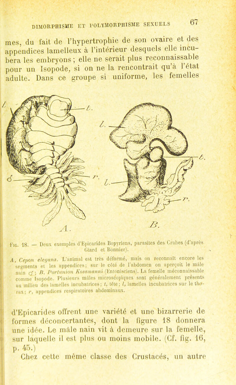 mes, du fait de l’hypertrophie de son ovaire et des appendices lamelleux à l’intérieur desquels elle incu- bera les embryons ; elle ne serait plus reconnaissable pour un Isopode, si on ne la rencontrait qu à 1 état adulte. Dans ce groupe si uniforme, les femelles F,g_ jg. _ Doux exemples d’Epicarides Bopyriens, parasites des Crabes (d’après Giard et Bonnier). A, Cepon elet/ans. L’animal est très déformé, mais on reconnaît encore les segments et les appendices; sur le côté de l’abdomen on aperçoit le mâle nain Q ; fi, Portunion Kossmanni (Entonisciens). La femelle méconnaissable comme Isopode. Plusieurs mâles microscopiques sont généralement présents au milieu des lamelles incubatrices; t, tête; l, lamelles incubatrices sur le tho- rax; r, appendices respiratoires abdominaux. d’Epicarides offrent une variété et une bizarrerie de formes déconcertantes, dont la figure 18 donnera une idée. Le mâle nain vit à demeure sur la femelle, sur laquelle il est plus ou moins mobile. (Cf. fig. 16, p. 45.) Chez ceLte môme classe des Crustacés, un autre