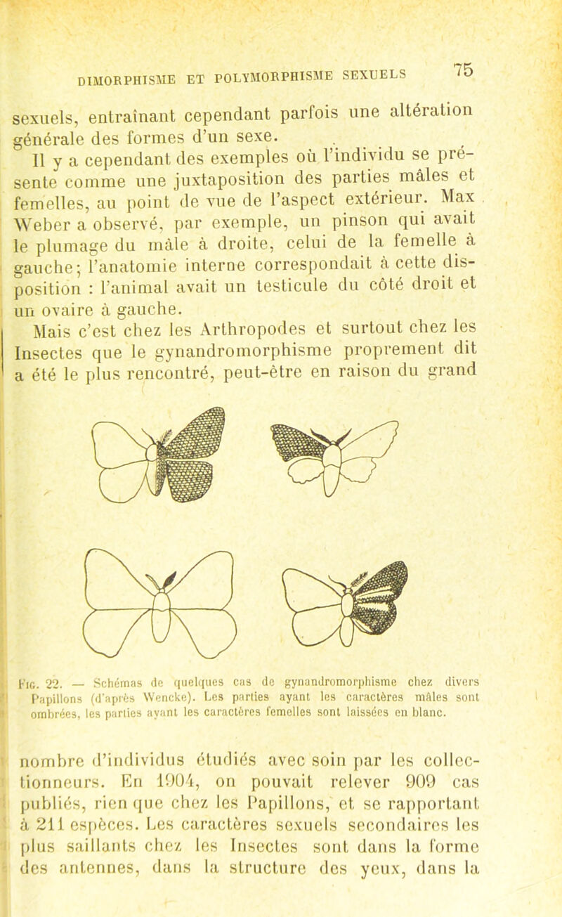sexuels, entraînant cependant parfois une altération générale des formes d’un sexe. ... Il y a cependant des exemples où l’individu se pré- sente comme une juxtaposition des parties mâles et femelles, au point de vue de 1 aspect extérieui. Max Weber a observé, par exemple, un pinson qui avait le plumage du mâle à droite, celui de la femelle à gauche ; l’anatomie interne correspondait à cette dis- position : l’animal avait un testicule du côté droit et un ovaire à gauche. Mais c’est chez les Arthropodes et surtout chez les Insectes que le gynandromorphisme proprement dit a été le plus rencontré, peut-être en raison du grand j.IG. 22. Schémas de quelques cas de gynandromorphisme chez divers Papillons (d'après Wencke). Les parties ayant ies caractères mâles sont ombrées, les parties ayant les caractères femelles sont laissées en blanc. nombre d’individus étudiés avec soin par les collec- tionneurs. En 1904, on pouvait relever 909 cas publiés, rien que chez les Papillons, et se rapportant à 211 espèces. Les caractères sexuels secondaires les plus saillants chez les Insectes sont dans la forme des antennes, dans la structure des yeux, dans la