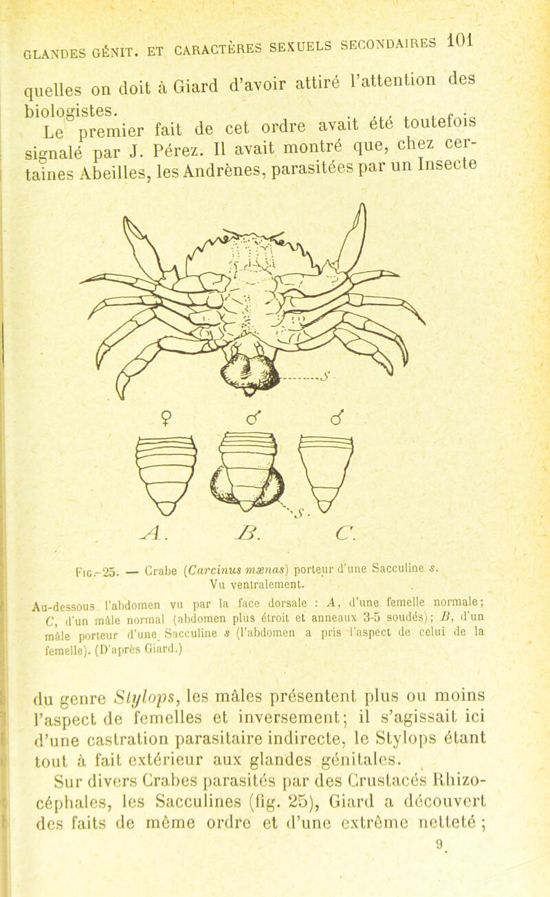 quelles on doit à Giard d’avoir attiré l’attention des biologistes. . ... , . „ . Le premier fait de cet ordre avait été toutefois signalé par J. Pérez. Il avait montré que, chez cer- taines Abeilles, les Andrènes, parasitées par un Insecte Fig.-25. — Crabe (Carcinus mænas) porteur d’une Sacculine s. Vu ventralement. Au-dessous l’abdomen vu par la face dorsale : A, d’une femelle normale; C d’un mâle normal (abdomen plus étroit et anneaux 3-5 soudés); B, d’un mâle porteur d’une Sacculine s (l’abdomen a pris l'aspect de celui de la femelle). (D'après Giard.) du genre Slylops, les mâles présentent plus ou moins l’aspect de femelles et inversement; il s’agissait ici d’une castration parasitaire indirecte, le Stylops étant tout à fait extérieur aux glandes génitales. Sur divers Crabes parasités par des Crustacés Rhizo- céphales, les Sacculines (fig. 25), Giard a découvert des faits de môme ordre et d’une extrême netteté ; 9.
