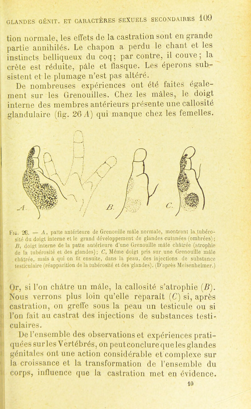 tion normale, les effets de la castration sont en grande partie annihilés. Le chapon a perdu le chant et les instincts belliqueux du coq; par contre, il couve; la crête est réduite, pâle et flasque. Les éperons sub- sistent et le plumage n’est pas altéré. De nombreuses expériences ont été faites égale- ment sur les Grenouilles. Chez les mâles, le doigt interne des membres antérieurs présente une callosité glandulaire (flg. 26.4) qui manque chez les femelles. Fie. 2G. — A, patte antérieure de Grenouille mâle normale, montrant la tubéro- sité du doigt interne et le grand développement de glandes cutanées (ombrées); B, doigt interne de la patte antérieure d'une Grenouille mâle châtrée (atrophie de la tubérosité et des glandes); C, Même doigt pris sur une Grenouille mâle châtrée, mais â qui on lit ensuite, dans la peau, des injections de substance testiculaire (réapparition de la tubérosité et des glandes). (D’après Meisenheimer.) Or, si l’on châtre un mâle, la callosité s’atrophie (B). Nous verrons plus loin qu’elle reparaît (C) si, après castration, on greffe sous la peau un testicule ou si l’on fait au castrat des injections de substances testi- culaires. De l’ensemble des observations et expériences prati- quées sur les Vertébrés, on peut conclure que les glandes génitales ont une action considérable et complexe sur la croissance et la transformation de l’ensemble du corps, influence que la castration met en évidence.