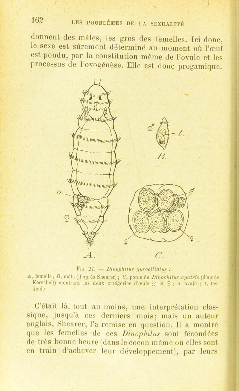 N, 162 LES PROBLÈMES DE LA SEXUALITÉ donnent des mâles, les gros des femelles. Ici donc, le sexe est sûrement déterminé au moment où l’œuf est pondu, par la constitution même de l’ovule et les piocessus de 1 ovogénèse. Elle est donc progamique. A, femelle; B, mille (d’après Shearer); C, ponle de Dinophilus apatris (d’après Korschelt) montrant les deux catégories d’œuls çf et Ç ; o, ovaire; t, tes- ticule. C’était là, tout au moins, une interprétation clas- sique, jusqu’à ces derniers mois; mais un auteur anglais, Shearer, l’a remise en question. Il a montré que les femelles de ces Dinophilus sont fécondées de très bonne heure (dans le cocon même où elles sont en train d’achever leur développement), par leurs o- JL. C. Fig. 27. — Dinophilus tjijrocilialus :