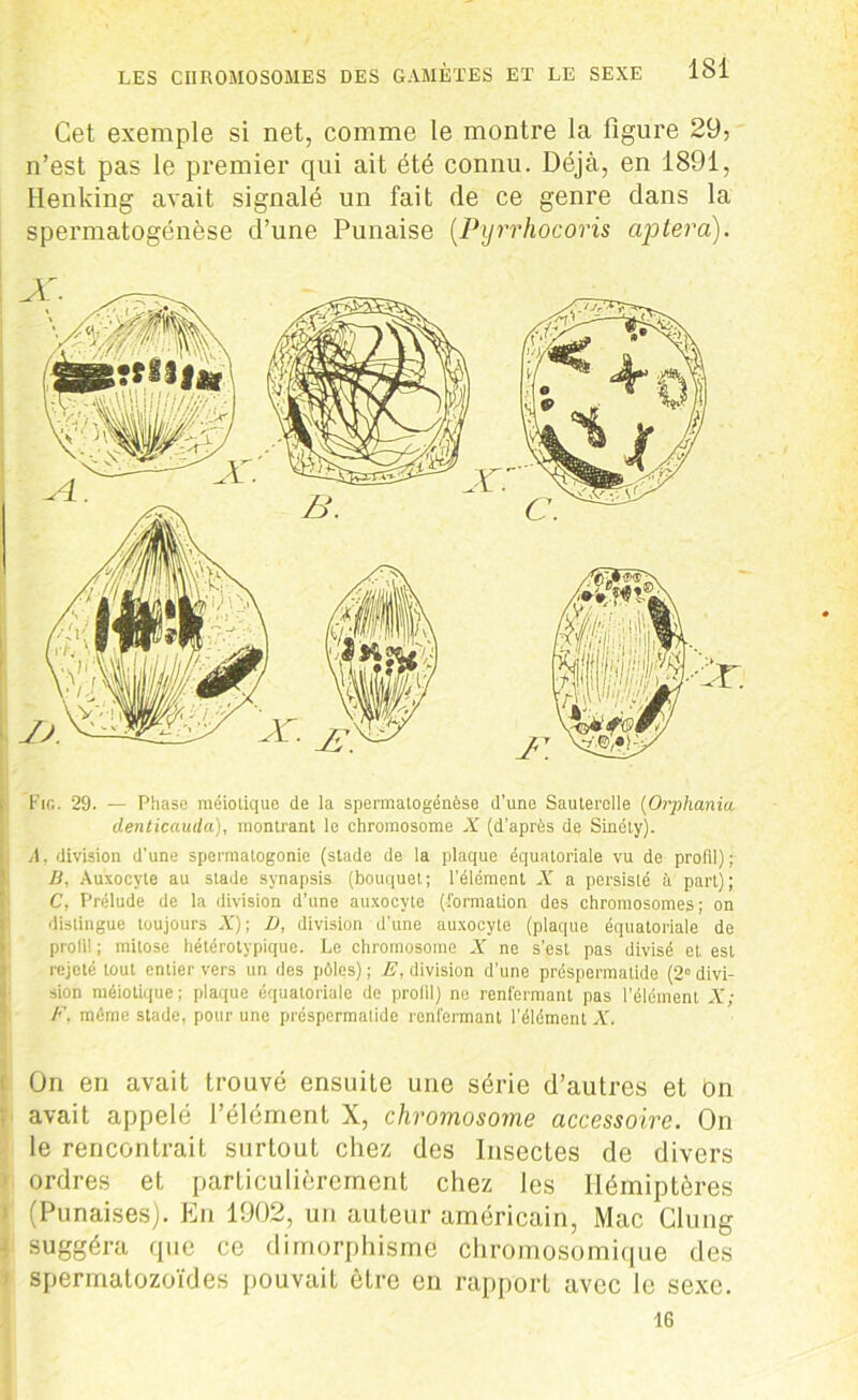 Cet exemple si net, comme le montre la figure 29, n’est pas le premier qui ait été connu. Déjà, en 1891, Henking avait signalé un fait de ce genre dans la spermatogénèse d’une Punaise (.Pyrrhocoris aptera). Fig. 29. — Phase méiotique de la spermatogénèse d’une Sauterelle (Orphania denticauda), montrant le chromosome X (d’après de Sinéty). A, division d’une spermatogonie (stade de la plaque équatoriale vu de profil); .fl, Auxocyte au stade synapsis (bouquet; l'élément X a persisté à part); C, Prélude de la division d’une auxocyte (formation des chromosomes; on distingue toujours X); D, division d’une auxocyte (plaque équatoriale de profil ; mitose hétérotypique. Le chromosome X ne s'est pas divisé et est rejeté tout entier vers un des pôles) ; E, division d’une préspermatide (2° divi- sion méiotique ; plaque équatoriale de profil) no renfermant pas l'élément X; F. môme stade, pour une préspermatide renfermant l’élément X. On en avait trouvé ensuite une série d’autres et On avait appelé l’élément X, chromosome accessoire. On le rencontrait surtout chez des Insectes de divers ordres et particulièrement chez les Hémiptères t (Punaises). En 1902, un auteur américain, Mac Clung ■ suggéra que ce dimorphisme chromosomique des spermatozoïdes pouvait être en rapport avec le sexe. 16
