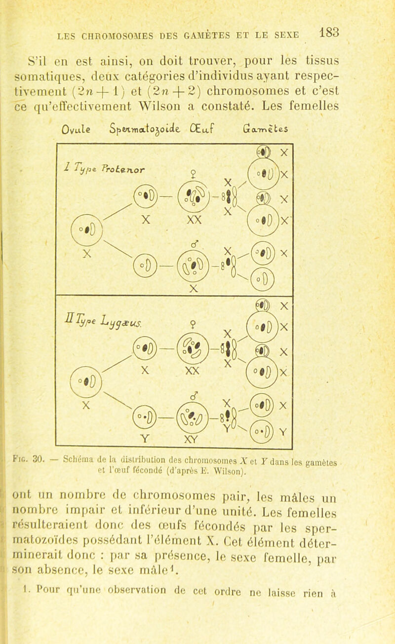 S’il en est ainsi, on doit trouver, pour les tissus somatiques, deux catégories d’individus ayant respec- tivement (2n-f- 1) et (2n + 2) chromosomes et c’est ce qu’effectivement Wilson a constaté. Les femelles Ovule Sf>W-watojoide, CEu.f Ga/mètes Fig. 30. — Schéma de la distribution des chromosomes X ei Y dans les gamètes et l’œuf fécondé (d’après E. Wilson). ont un nombre de chromosomes pair, les mâles un nombre impair et inférieur d’une unité. Les femelles ; résulteraient donc des œufs fécondés par les spcr- i: matozoïdes possédant l’élément X. Cet élément déter- minerait donc : par sa présence, le sexe femelle, par û son absence, le sexe mâle1. I. Pour qu’une observation de cet ordre ne laisse rien à