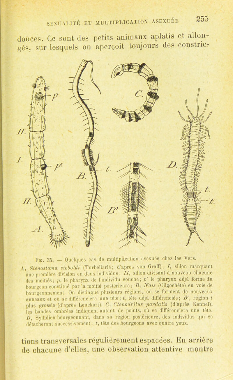 douces. Ce sont des petits animaux aplatis et allon- gés. sur lesquels on aperçoit toujours des constric- Fig. 35. — Quelques cas de multiplication asexuée chez les Vers. A, Slenostoma sieboltli (Turbellarie ; d après von Graff) ; /, sillon marquant une première division en deux individus ; Il, sillon divisant à nouveau chacune des moitiés; p, le pharynx de l'individu souche; p' le pharynx déjà formé du bourgeon constitué par la moitié postérieure; B, Naïs (Oligochète) en voie de bourgeonnement. On distingue plusieurs régions, où se forment de nouveaux anneaux et où se différenciera une tête; f, tâte déjà différenciée; B', région t plus grossie (d'après Leuckart). C, Clenodrilus pardalis (d'après Kennel), le.3 bandes ombrées indiquent autant de points, où se différenciera une tête. D, Syllidien bourgeonnant, dans sa région postérieure, des individus qui so détacheront successivement; l, tâte des bourgeons avec quatre yeux. tions transversales régulièrement espacées. En arrière de chacune d’elles, une observation attentive montre