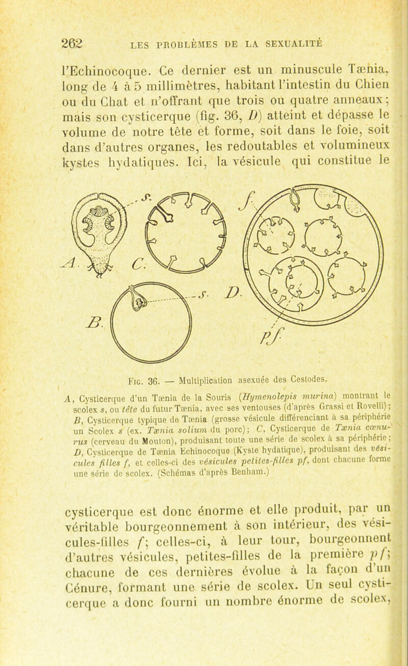 l’Echinocoque. Ce dernier est un minuscule Tænia, long de 4 à 5 millimètres, habitant l’intestin du Chien ou du Chat et n’offrant que trois ou quatre anneaux ; mais son cysticerque (fig. 36, D) atteint et dépasse le volume de notre tête et forme, soit dans le foie, soit dans d’autres organes, les redoutables et volumineux kystes hydatiques. Ici, la vésicule qui constitue le Fig. 36. — Multiplication asexuée des Cestodes. A, Cysticerque d’un Tænia de la Souris (Hymenolepis murina) montrant le scolex s, ou tête du futur Tænia, avec ses ventouses (d’après Grassi et RoveUi) ; B, Cysticerque typique de Tænia (grosse vésicule différenciant à sa périphérie un Scolex s (ex. Tænia solium du porc); C, Cysticerque de Tænia cœnu- rus (cerveau du Mouton), produisant toute une série de scolex à sa périphérie; D, Cysticerque de Tænia Echinocoque (Kyste hydatique), produisant des vési- cules filles f, et celles-ci des vésicules petites-filles pf, dont chacune forme une série de scolex. (Schémas d’après Benham.) cysticerque est donc énorme et elle produit, par un véritable bourgeonnement à son intérieur, des vési- cules-filles f\ celles-ci, à leur tour, bourgeonnent d’autres vésicules, petites-filles de la première pj] chacune de ces dernières évolue à la façon d un Cénure, formant une série de scolex. Un seul cysti- cerque a donc fourni un nombre énorme de scolex,
