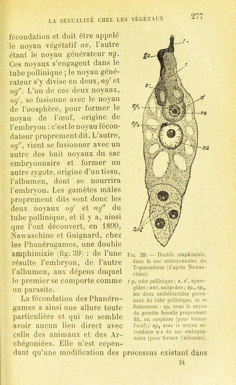 fécondation et doit être appelé le noyau végétatif nu, l’autre étant le noyau générateur ng. Ces noyaux s’engagent dans le tube pollinique ; le noyau géné- rateur s’y divise en deux, ng' et ng. L’un de ces deux noyaux, ng', se fusionne avec le noyau de l’oosphère, pour former le noyau de l’œuf, origine de l’embryon : c’est le noyau fécon- dateur proprement dit. L’autre, ng, vient se fusionner avec un autre des huit noyaux du sac embryonnaire et former un autre zygote, origine d’un tissu, l’albumen, dont se nourrira l’embryon. Les gamètes mâles proprement dits sont donc les deux noyaux ng' et ng du tube pollinique, et il y a, ainsi que l’ont découvert, en 1899, Nawaschine et Guignard, chez les Phanérogames, une double amphimixie (fig. 39) : de l’une résulte l’embryon, de l’autre l’albumen, aux dépens duquel le premier se comporte comme un parasite. La fécondation des Phanéro- games a ainsi une allure toute particulière et qui ne semble avoir aucun lien direct avec celle des animaux et des Ar- chégoniées. Elle n’est cepen- dant qu’une modification des processus existant dans 24 Fig. 39. — Double amphimixie, dans le sac embryonnaire du Topinambour (d’après Nawas- chine). t p, tube pollinique ; s, s', syner- gides ; ant, antipodes ; sp,, sp2, les deux anthérozoïdes prove- nant du tube pollinique, et se fusionnant : sp, avec le noyau du gamète femelle proprement dit, ou oosphère (pour former l'œuf); spt avec le noyau se- condaire n s du sac embryon- naire (pour former l'albumen).