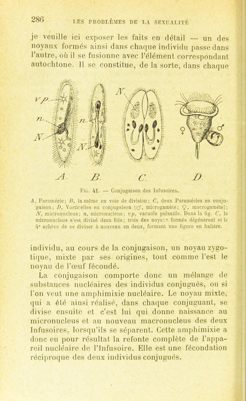 . \ je veuille ici exposer les faits en détail — un des noyaux formés ainsi dans chaque individu passe dans l’autre, où il se fusionne avec l’élément correspondant autochtone. Il se constitue, de la sorte, dans chaque Fig. 41. — Conjugaison des Infusoires. A, Paramécie; B, la même en voie de division; C, deux Paramécies en conju- gaison; D, Vorticelles en conjugaison (cf, microgamète; Ç>, macrogamète); iV, macronucleus; n, micronucleus ; vp, vacuole pulsatile. Dans la ftg. C, le micronucleus s’est divisé deux fois; trois des noyaxr formés dégénèrent et le 4“ achève de se diviser à nouveau en deux, formant une figure en haltère. individu, au cours de la conjugaison, un noyau zygo- tique, mixte par ses origines, tout comme l’est le noyau de l’œuf fécondé. La conjugaison comporte donc un mélange de substances nucléaires des individus conjugués, ou si l’on veut une amphimixie nucléaire. Le noyau mixte, qui a été ainsi réalisé, dans chaque conjuguant, se divise ensuite et c’est lui qui donne naissance au micronucleus et au nouveau macronucleus des deux Infusoires, lorsqu’ils se séparent. Cette amphimixie a donc eu pour résultat la refonte complète de l’appa- reil nucléaire de l’Infusoire. Elle est une fécondation réciproque des deux individus conjugués.