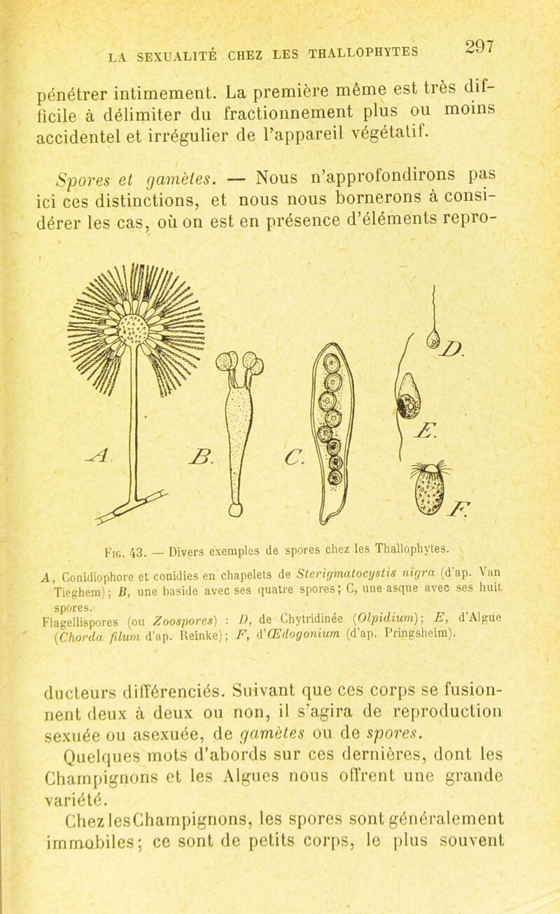 pénétrer intimement. La première même est très dif- ficile à délimiter du fractionnement plus ou moins accidentel et irrégulier de l’appareil végétatif Spores et gamètes. — Nous n’approfondirons pas ici ces distinctions, et nous nous bornerons à consi- dérer les cas, où on est en présence d’éléments repro- Fig. 43. — Divers exemples de spores chez les Thallophytes. A, Conidiophore et conidies en chapelets de Sterigmatocyslis nirjra (d’ap. Van Tieghem) ; B, une baside avec ses quatre spores ; C, une asque avec ses huit, spores. Flagellispores (ou Zoospores) : D, de Chylridinee (Olpidium) ; E, d Algue (Chorda filum d’ap. Reinke); F, A'Œdogonium (d’ap. Pringsheim). ducteurs différenciés. Suivant que ces corps se fusion- nent deux à deux ou non, il s'agira de reproduction sexuée ou asexuée, de gamètes ou de spores. Quelques mots d’abords sur ces dernières, dont les Champignons et les Algues nous offrent une grande variété. ChezlesChampignons, les spores sont généralement immobiles; ce sont de petits corps, le plus souvent