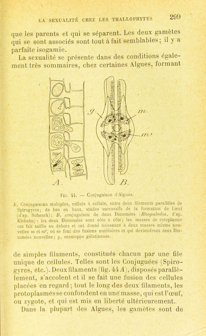 que les parents et qui se séparent. Les deux gamètes qui se sont associés sont tout à fait semblables; il y a parfaite isogamie. La sexualité se présente dans des conditions égale- ment très sommaires, chez certaines Algues, formant 4, Conjugaisons multiples, cellule à cellule, entre deux filaments parallèles de Spirogyres ; de bas en haut, stades successifs de la formation de l'œui (d’ap. Schenck); B, conjugaison de deux Diatomées (.Rhopalodia, d’ap. Klebahn) : les deux Diatomées sont côte à côte; les masses de cytoplasme ont fait saillie au dehors et ont donné naissance à deux masses mixtes nou- velles m et wd, où se font des fusions nucléaires et qui deviendront deux Dia- tomées nouvelles; y, enveloppe gélatineuse. de simples filaments, constitués chacun par une fde unique de cellules. Telles sont les Conjuguées (Spiro- gyres, etc.). Deux filaments (fig. 44 A), disposés parallè- lement, s'accolent et il se fait une fusion des cellules placées en regard; tout le long des deux filaments, les protoplasmesse confondent en une'masse, qui est l’œuf, ou zygote, et qui est mis en liberté ultérieurement. Dans la plupart des Algues, les gamètes sont de