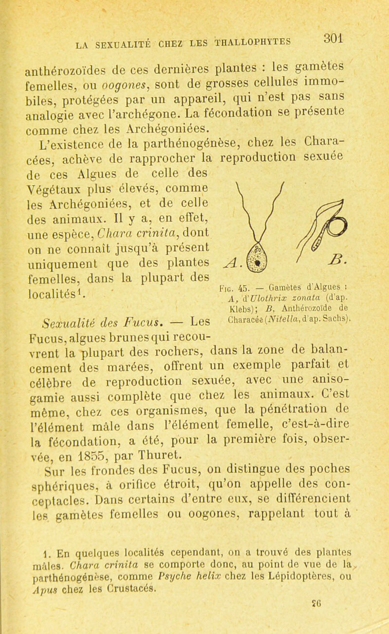 anthérozoïdes de ces dernières plantes : les gamètes femelles, ou oogones, sont de grosses cellules immo- biles, protégées par un appareil, qui n’est pas sans analogie avec l’archégone. La fécondation se présente comme chez les Archégomées. L’existence de la parthénogénèse, chez les Chara- cées, achève de rapprocher la l’eproduction sexuée de ces Algues de celle des Végétaux plus élevés, comme les Archégoniées, et de celle des animaux. Il y a, en effet, une espèce, Chara crinita, dont on ne connaît jusqu’à présent uniquement que des plantes femelles, dans la plupart des localités1. Sexualité des Fucus. — Les IG. 45. — Gamètes d'Algues i A, A'Ulothrix zonata (d’ap. Klebs); B, Anthérozoïde de Characée (Nitella, d ap. Sachs). Fucus, algues brunes qui recou- vrent la plupart des rochers, dans la zone de balan- cement des marées, offrent un exemple parfait et célèbre de reproduction sexuée, avec une aniso- gamie aussi complète que chez les animaux. G est même, chez ces organismes, que la pénétration de l’élément mâle dans l’élément femelle, c’est-à-dire la fécondation, a été, pour la première fois, obser- vée, en 1855, par Thuret. Sur les frondes des Fucus, on distingue des poches sphériques, à orifice étroit, qu’on appelle des con- ceptacles. Dans certains d’entre eux, se différencient les gamètes femelles ou oogones, rappelant tout à 1. En quelques localités cependant, on a trouvé des plantes mâles. Chara crinita se comporte donc, au point de vue de la parthénogénèse, comme Psyché hélix chez les Lépidoptères, ou Ajms chez les Crustacés. 26