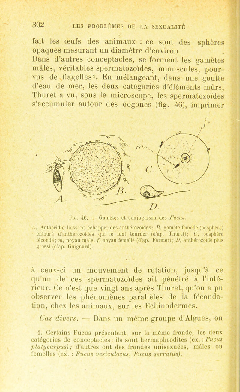 fait les œufs des animaux : ce sont des sphères opaques mesurant un diamètre d’environ Dans d’autres conceptacles, se forment les gamètes mâles, véritables spermatozoïdes, minuscules, pour- vus de flagelles1. En mélangeant, dans une goutte d’eau de mer, les deux catégories d’éléments mûrs, Thuret a vu, sous le microscope, les spermatozoïdes s’accumuler autour des oogones (fîg. 46), imprimer /* Fin. 46. — Gamètes et conjugaison des Fucus. A, Anthéridie laissant échapper des anthérozoïdes; B, gamète femelle (oosphère) entouré d’anthérozoïdes qui le font tourner fd’ap. Thuret) ; C, oosphère fécondé ; m, noyau mâle, f, noyau femelle (d’ap. Farmer); D, anthérozoïde plus grossi (d’ap. Guignard). à ceux-ci un mouvement de rotation, jusqu’à ce qu’un de ces spermatozoïdes ait pénétré à l’inté- rieur. Ce n’est que vingt ans après Thuret, qu’on a pu observer les phénomènes parallèles de la féconda- tion, chez les animaux, sur les Echinodermes. Cas divers. — Dans un même groupe d’Algues, on 1. Certains Fucus présentent, sur la môme fronde, les deux catégories de conceptacles; ils sont hermaphrodites (ex. : Fucus plali/carpus) ; d’autres ont des frondes unisexuées, mâles ou femelles (ex. : Fucus vesiculosus, Fucus serratus).