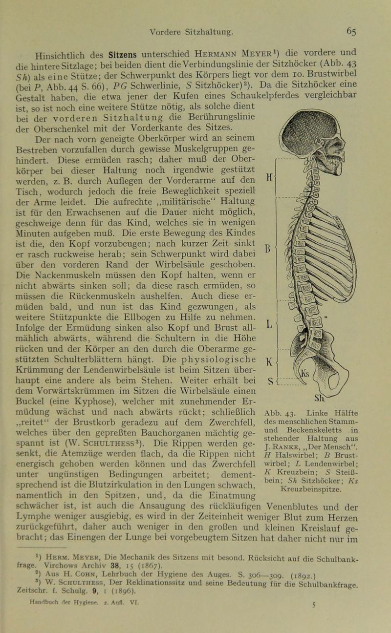Hinsichtlich des Sitzens unterschied Hermann Meyer i) die vordere und die hintere Sitzlage; bei beiden dient die Verbindungslinie der Sitzhöcker (Abb. 43 Sh) als eine Stütze; der Schwerpunkt des Körpers liegt vor dem 10. Brustwirbel (bei P, Abb. 44 S. 66), PG Schwerlinie, S Sitzhöcker) 2). Da die Sitzhöcker eine Gestalt haben, die etwa jener der Kufen eines Schaukelpferdes vergleichbar ist, so ist noch eine weitere Stütze nötig, als solche dient bei der vorderen Sitzhaltung die Berührungslinie der Oberschenkel mit der Vorderkante des Sitzes. Der nach vorn geneigte Oberkörper wird an seinem Bestreben vorzufallen durch gewisse Muskelgruppen ge- hindert. Diese ermüden rasch; daher muß der Ober- körper bei dieser Haltung noch irgendwie gestützt werden, z. B. durch Auflegen der Vorderarme auf den Tisch, wodurch jedoch die freie Beweglichkeit speziell der Arme leidet. Die aufrechte ,,militärische“ Haltung ist für den Erwachsenen auf die Dauer nicht möglich, geschweige denn für das Kind, welches sie in wenigen Minuten aufgeben muß. Die erste Bewegung des Kindes ist die, den Kopf vorzubeugen; nach kurzer Zeit sinkt er rasch ruckweise herab; sein Schwerpunkt wird dabei über den vorderen Rand der Wirbelsäule geschoben. Die Nackenmuskeln müssen den Kopf halten, wenn er nicht abwärts sinken soll; da diese rasch ermüden, so müssen die Rückenmuskeln aushelfen. Auch diese er- müden bald, und nun ist das Kind gezwungen, als weitere Stützpunkte die Ellbogen zu Hilfe zu nehmen. Infolge der Ermüdung sinken also Kopf und Brust all- mählich abwärts, während die Schultern in die Höhe rücken und der Körper an den durch die Oberarme ge- stützten Schulterblättern hängt. Die physiologische Krümmung der Lendenwirbelsäule ist beim Sitzen über- haupt eine andere als beim Stehen. Weiter erhält bei dem Vorwärtskrümmen im Sitzen die Wirbelsäule einen Buckel (eine Kyphose), welcher mit zunehmender Er- müdung wächst und nach abwärts rückt; schließlich „reitet“ der Brustkorb geradezu auf dem Zwerchfell, welches über den gepreßten Bauchorganen mächtig ge- spannt ist (W. ScHULTHESS*). Die Rippen werden ge- senkt, die Atemzüge werden flach, da die Rippen nicht energisch gehoben werden können und das Zwerchfell unter ungünstigen Bedingungen arbeitet; dement- sprechend ist die Blutzirkulation in den Lungen schwach, namentlich in den Spitzen, und, da die Einatmung schwächer ist, ist auch die Ansaugung des rückläufigen Venenblutes und der Lymphe weniger ausgiebig, es wird in der Zeiteinheit weniger Blut zum Herzen zurückgeführt, daher auch weniger in den großen und kleinen Kreislauf ge- bracht ; das Einengen der Lunge bei vorgebeugtem Sitzen hat daher nicht nur im .\bb. 43. Linke Hälfte des menschlichen Stamm- und Beckenskeletts in stehender Haltung aus J. Ranke, ,,Der Mensch“. H Halswirbel: B Brust- wirbel ; L I.endenwirbel; K Kreuzbein; S Steiß- bein; Sh Sitzhöcker; Ks Kreuzbein.spitze. *) Herm. Meyer, Die Mechanik des Sitzens mit besond. Rücksicht auf die Schulbank- frage. Virchows Archiv 38, 15 (1867). *) Aus H. Cohn, Lehrbuch der Hygiene des Auges. S. 306—309. (1892.) *) W. SCHULTHESS, Der Reklinationssitz und seine Bedeutung für die Schulbankfrage. Zeitschr. f. Schulg. 9, i (1896). Handbuch rW Hygiene, a. Anfl. VI. c