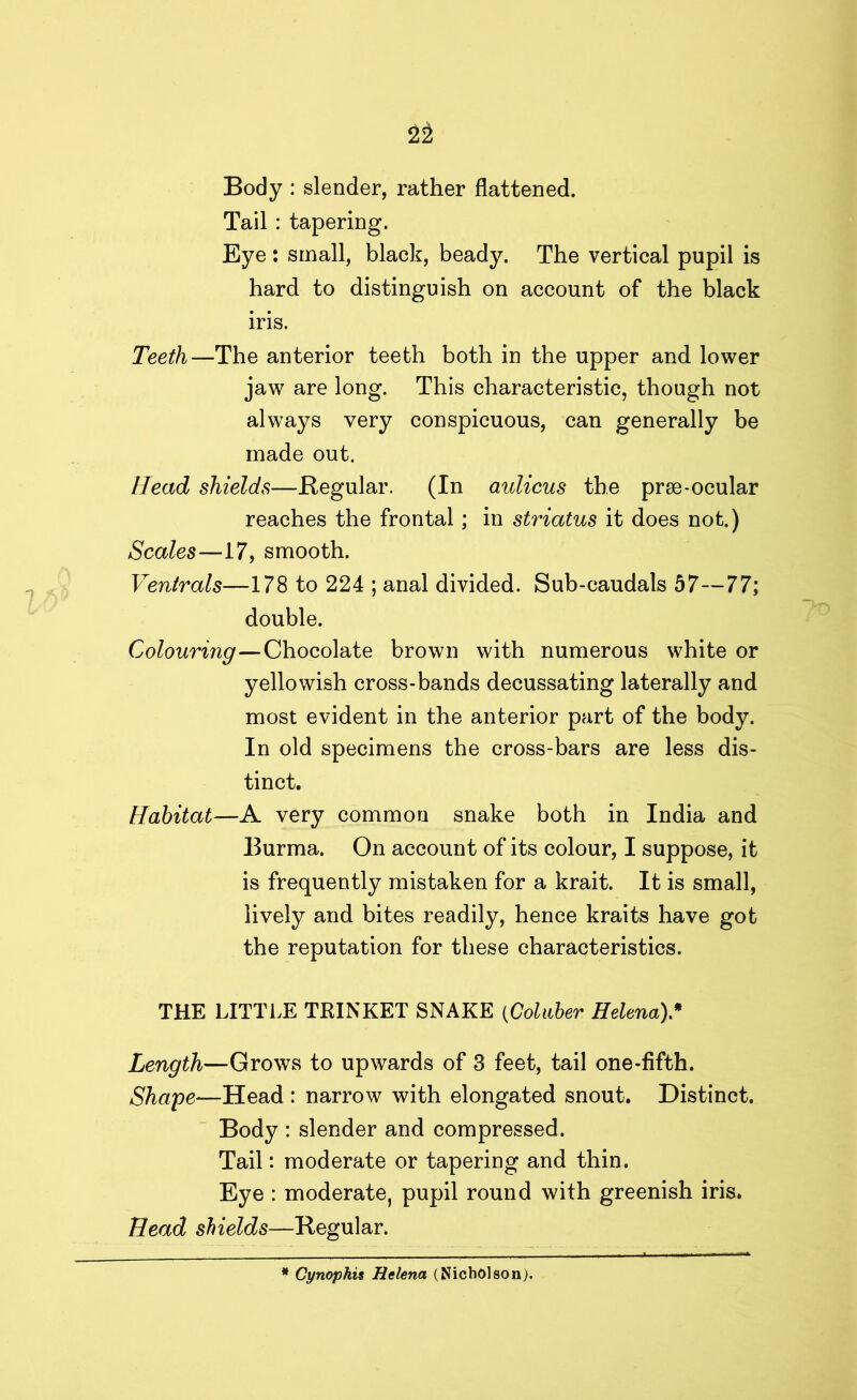 Body : slender, rather flattened. Tail : tapering. Eye : small, black, beady. The vertical pupil is hard to distinguish on account of the black iris. Teeth—The anterior teeth both in the upper and lower jaw are long. This characteristic, though not always very conspicuous, can generally be made out. Head shields—Regular. (In aulicus the prse-ocular reaches the frontal ; in striatus it does not.) Scales—17, smooth. Ventrals—178 to 224 ; anal divided. Sub-caudals 57—77; double. Colouring—Chocolate brown with numerous white or yellowish cross-bands decussating laterally and most evident in the anterior part of the body. In old specimens the cross-bars are less dis- tinct. Habitat—A very common snake both in India and Burma. On account of its colour, I suppose, it is frequently mistaken for a krait. It is small, lively and bites readily, hence kraits have got the reputation for these characteristics. THE LITTLE TRINKET SNAKE (Coluber Helena).* Length—Grows to upwards of 3 feet, tail one-fifth. Shape—Head : narrow with elongated snout. Distinct. Body : slender and compressed. Tail: moderate or tapering and thin. Eye : moderate, pupil round with greenish iris. Head shields—Regular. Cynophis Helena (Nicholson).