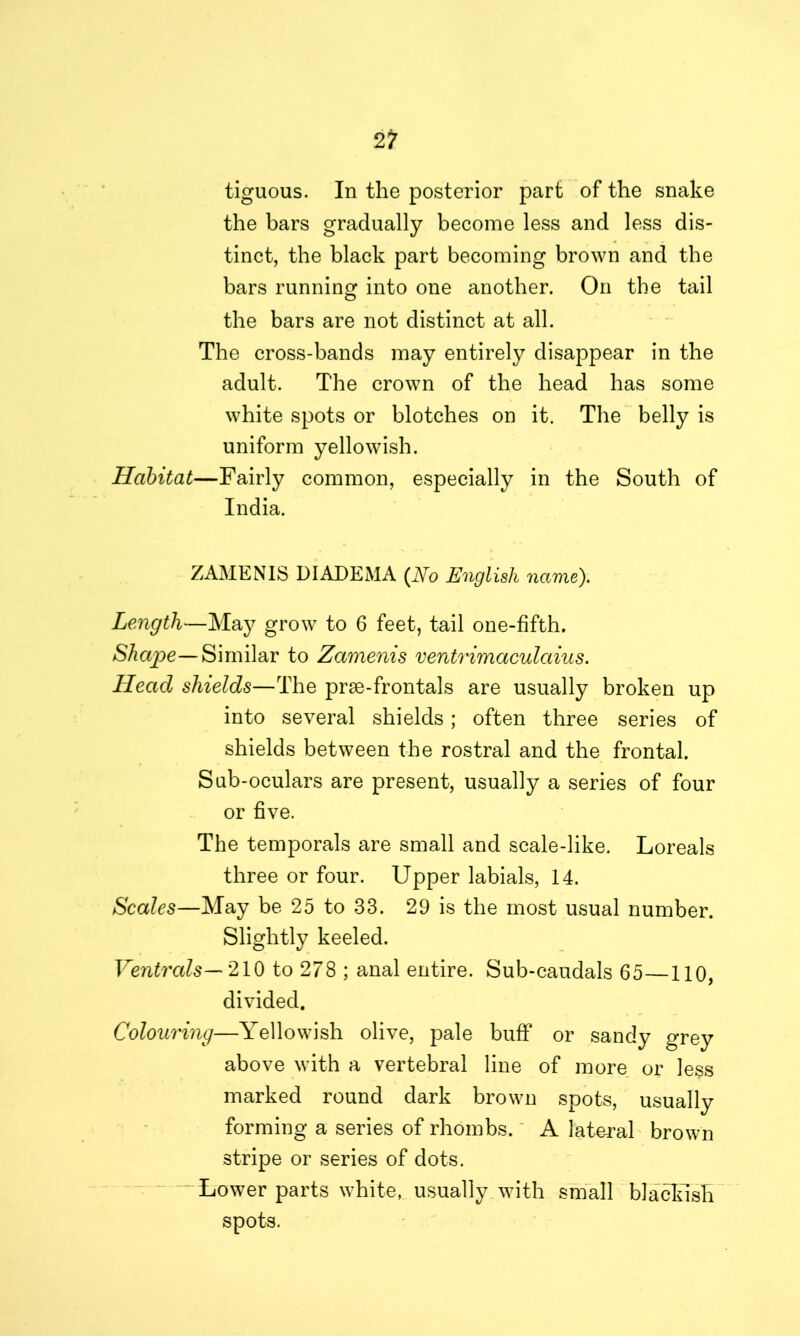 2? tiguous. In the posterior part of the snake the bars gradually become less and less dis- tinct, the black part becoming brown and the bars running into one another. On the tail the bars are not distinct at all. The cross-bands may entirely disappear in the adult. The crown of the head has some white spots or blotches on it. The belly is uniform yellowish. Habitat—Fairly common, especially in the South of India. ZAMEN1S DIADEMA (No English name). Length—May grow to 6 feet, tail one-fifth. Shape— Similar to Zamenis ventrimaculaius. Head shields—The prse-frontals are usually broken up into several shields; often three series of shields between the rostral and the frontal. Sub-oculars are present, usually a series of four or five. The temporals are small and scale-like. Loreals three or four. Upper labials, 14. Scales—May be 25 to 33. 29 is the most usual number. Slightly keeled. Ventrals— 210 to 278 ; anal entire. Sub-caudals 65—110, divided. Colouring—Yellowish olive, pale buff or sandy grey above with a vertebral line of more or less marked round dark brown spots, usually forming a series of rhombs. A lateral brown stripe or series of dots. - Lower parts white, usually with small blackish spots.