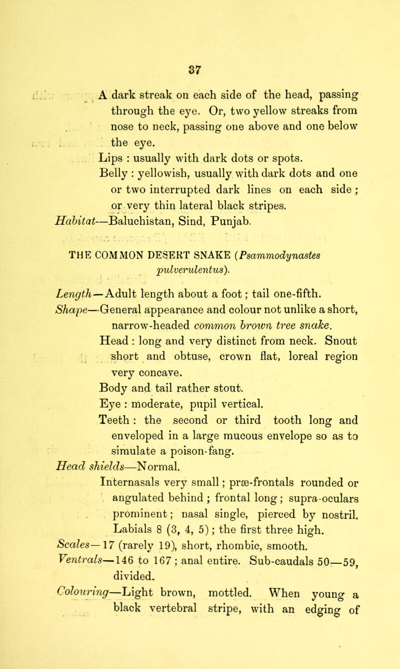 A dark streak on each side of the head, passing through the eye. Or, two yellow streaks from nose to neck, passing one above and one below the eye. Lips : usually with dark dots or spots. Belly : yellowish, usually with dark dots and one or two interrupted dark lines on each side ; or very thin lateral black stripes. Habitat—Baluchistan, Sind, Punjab. THE COMMON DESERT SNAKE (Psammodynastes pulverulentus). Length—Adult length about a foot; tail one-fifth. Shape—General appearance and colour not unlike a short, narrow-headed common brown tree snake. Head : long and very distinct from neck. Snout short and obtuse, crown flat, loreal region very concave. Body and tail rather stout. Eye : moderate, pupil vertical. Teeth : the second or third tooth long and enveloped in a large mucous envelope so as to simulate a poison-fang. Head shields—Normal. Internasals very small; prse-frontals rounded or angulated behind ; frontal long ; supra oculars prominent; nasal single, pierced by nostril. Labials 8 (3, 4, 5); the first three high. Scales—17 (rarely 19), short, rhombic, smooth. Ventrals—146 to 167; anal entire. Sub-caudals 50—59, divided. Colouring—Light brown, mottled. When young a black vertebral stripe, with an edging of