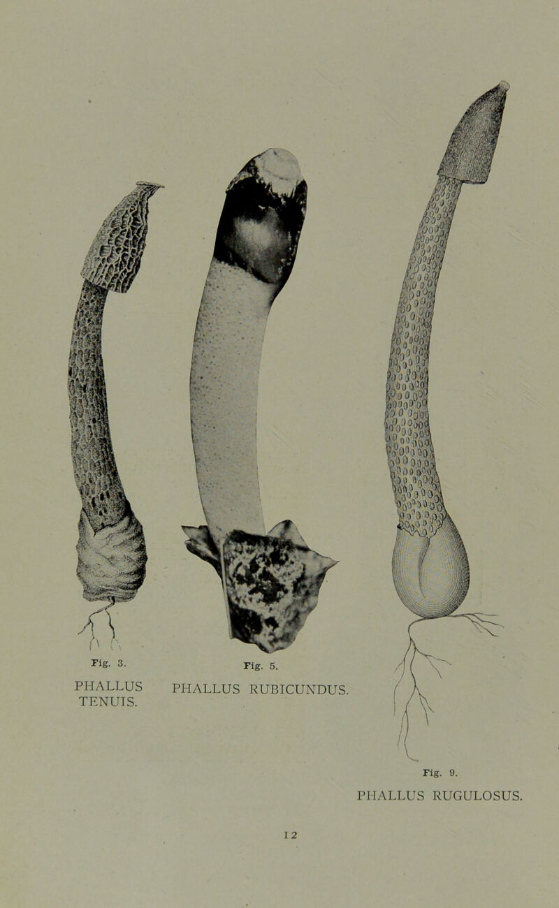 PHALLUS PHALLUS RUBICUNDUS. TENUIS. Fig. 9. PHALLUS RUGULOSUS. I 2