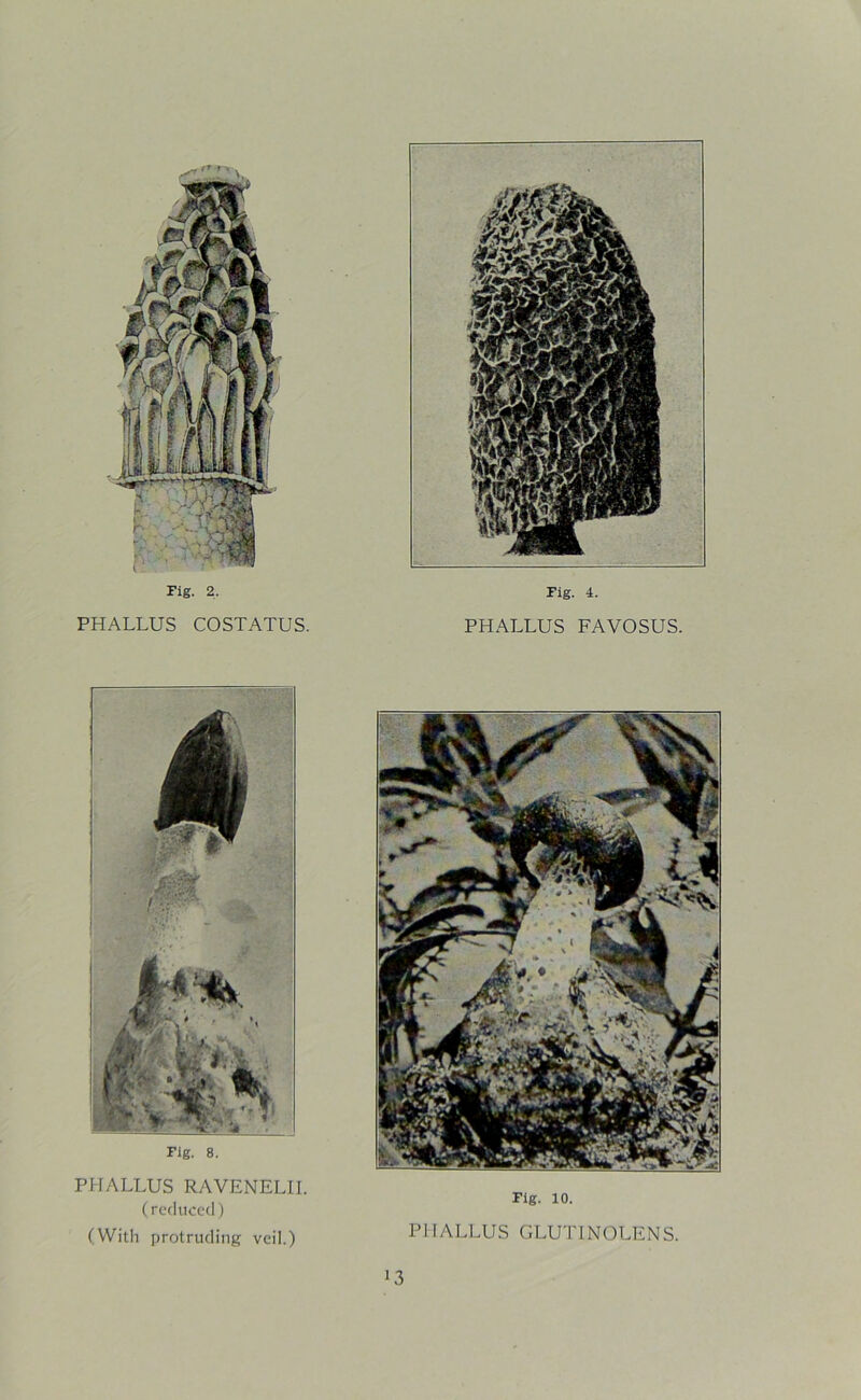 PHALLUS COSTATUS. PHALLUS FAVOSUS. Fig. 8. PHALLUS RAVENELII. (reduced) (With protruding veil.) Fig. 10. PHALLUS GLUT1NOLENS.