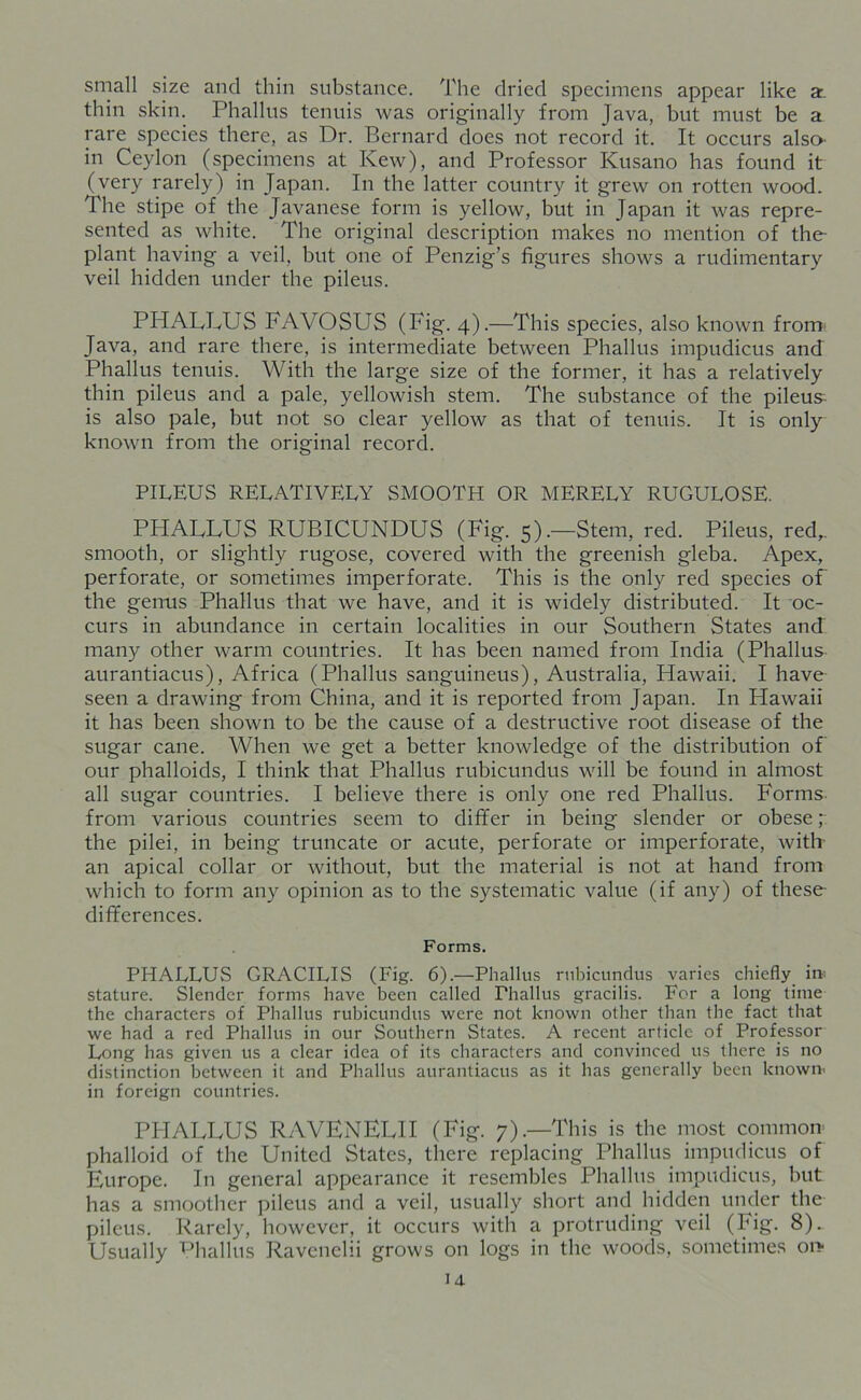 small size and thin substance. The dried specimens appear like a. thin skin. Phallus tenuis was originally from Java, but must be a rare species there, as Dr. Bernard does not record it. It occurs also- in Ceylon (specimens at Kew), and Professor Kusano has found it (very rarely) in Japan. In the latter country it grew on rotten wood. The stipe of the Javanese form is yellow, but in Japan it was repre- sented as white. The original description makes no mention of the plant having a veil, but one of Penzig’s figures shows a rudimentary veil hidden under the pileus. PHALLUS FAVOSUS (Fig. 4).—This species, also known from Java, and rare there, is intermediate between Phallus impudicus and Phallus tenuis. With the large size of the former, it has a relatively thin pileus and a pale, yellowish stem. The substance of the pileus^ is also pale, but not so clear yellow as that of tenuis. It is only known from the original record. PILEUS RELATIVELY SMOOTH OR MERELY RUGULOSE. PHALLUS RUBICUNDUS (Fig. 5).—Stem, red. Pileus, red,, smooth, or slightly rugose, covered with the greenish gleba. Apex, perforate, or sometimes imperforate. This is the only red species of the genus Phallus that we have, and it is widely distributed. It oc- curs in abundance in certain localities in our Southern States and many other warm countries. It has been named from India (Phallus aurantiacus), Africa (Phallus sanguineus), Australia, Hawaii. I have seen a drawing from China, and it is reported from Japan. In Hawaii it has been shown to be the cause of a destructive root disease of the sugar cane. When we get a better knowledge of the distribution of our phalloids, I think that Phallus rubicundus will be found in almost all sugar countries. I believe there is only one red Phallus. Forms from various countries seem to differ in being slender or obese; the pilei, in being truncate or acute, perforate or imperforate, with an apical collar or without, but the material is not at hand from which to form any opinion as to the systematic value (if any) of these- differences. Forms. PHALLUS GRACILIS (Fig. 6).—Phallus rubicundus varies chiefly irr stature. Slender forms have been called rhallus gracilis. For a long time the characters of Phallus rubicundus were not known other than the fact that we had a red Phallus in our Southern States. A recent article of Professor Long has given us a clear idea of its characters and convinced us there is no distinction between it and Phallus aurantiacus as it has generally been known' in foreign countries. PPIALLUS RAVENELII (Fig. 7).—This is the most common phalloid of the United States, there replacing Phallus impudicus of Europe. In general appearance it resembles Phallus impudicus, but has a smoother pileus and a veil, usually short and hidden under the pileus. Rarely, however, it occurs with a protruding veil (Fig. 8)- Usually Phallus Ravenclii grows on logs in the woods, sometimes oi> id
