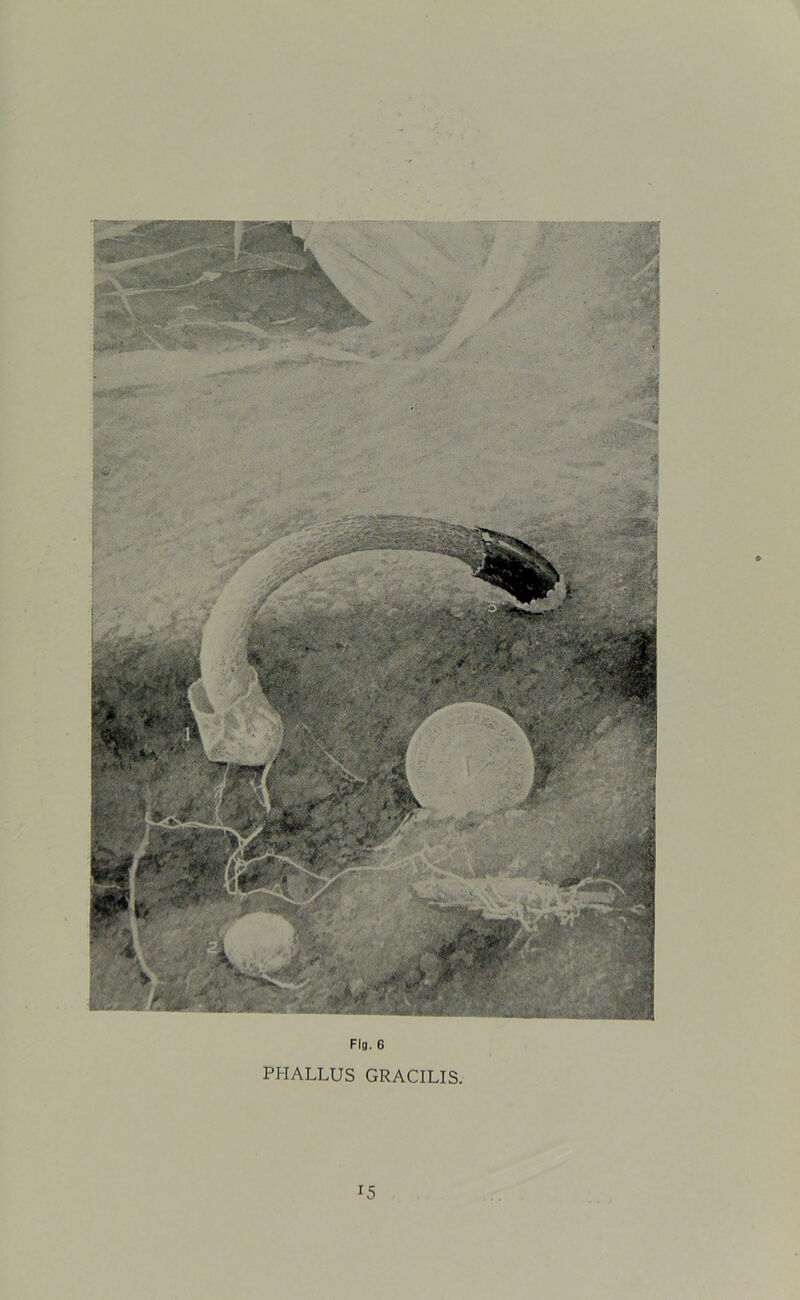 Flo. 6 PHALLUS GRACILIS. *5