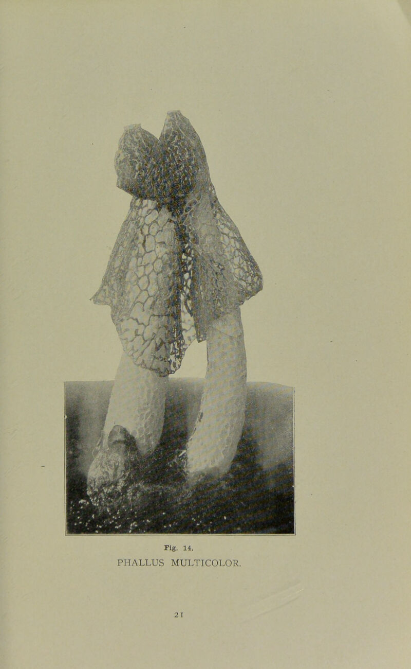 PHALLUS MULTICOLOR. 2 I