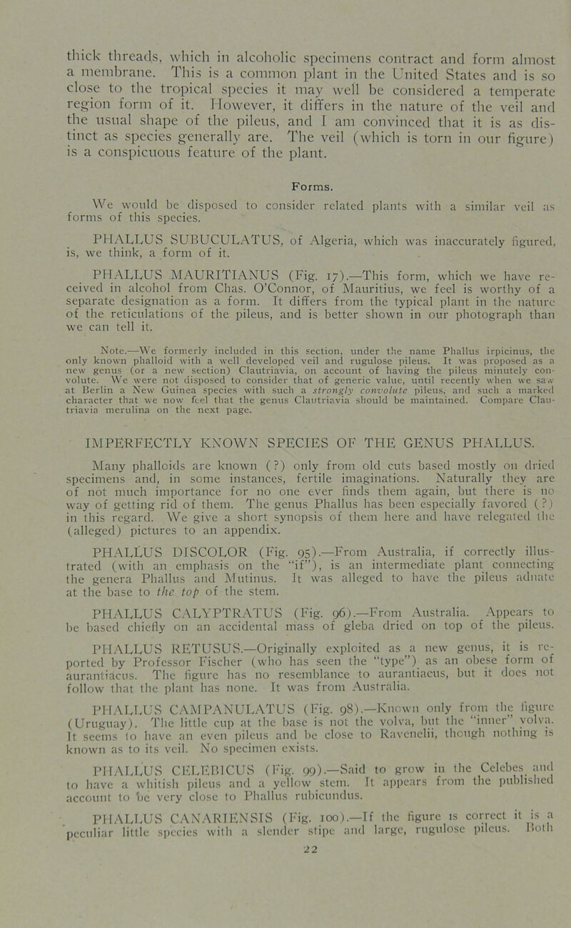 thick threads, which in alcoholic specimens contract and form almost a membrane. This is a common plant in the United States and is so close to the tropical species it may well be considered a temperate region form of it. However, it differs in the nature of the veil and the usual shape of the pileus, and I am convinced that it is as dis- tinct as species generally are. The veil (which is torn in our figure) is a conspicuous feature of the plant. Forms. We would be disposed to consider related plants with a similar veil as forms of this species. PHALLUS SUBUCULATUS, of Algeria, which was inaccurately figured, is, we think, a form of it. PHALLUS MAURITIANUS (Fig. 17).—This form, which we have re- ceived in alcohol from Chas. O’Connor, of Mauritius, we feel is worthy of a separate designation as a form. It differs from the typical plant in the nature of the reticulations of the pileus, and is better shown in our photograph than we can tell it. Note.—We formerly included in this section, under the name Phallus irpicinus, the only known phalloid with a well developed veil and rugulose pileus. It was proposed as a new genus (or a new section) Clautriavia, on account of having the pileus minutely con- volute. We were not disposed to consider that of generic value, until recently when we saw at Berlin a New Guinea species with such a strongly convolute pileus, and such a marked character that we now feel that the genus Clautriavia should be maintained. Compare Clau- triavia merulina on the next page. IMPERFECTLY KNOWN SPECIES OF THE GENUS PHALLUS. Many phalloids are known (?) only from old cuts based mostly on dried specimens and, in some instances, fertile imaginations. Naturally they are of not much importance for no one ever finds them again, but there is no way of getting rid of them. The genus Phallus has been especially favored (?) in this regard. We give a short synopsis of them here and have relegated the (alleged) pictures to an appendix. PHALLUS DISCOLOR (Fig. 95).—From Australia, if correctly illus- trated (with an emphasis on the “if”), is an intermediate plant connecting the genera Phallus and Mutinus. It was alleged to have the pileus aduate at the base to the top of the stem. PHALLUS CALYPTRATUS (Fig. 96).—From Australia. Appears to be based chiefly on an accidental mass of gleba dried on top of the pileus. PFIALLUS RETUSUS.—Originally exploited as a new genus, it is re- ported by Professor Fischer (who has seen the “type”) as an obese form of aurantiacus. The figure has no resemblance to aurantiacus, but it does not follow that the plant has none. It was from Australia. PHALLUS CAMPANULATUS (Fig. 98).—Known only from the figure (Uruguay). The little cup at the base is not the volva, but the “inner” volva. It seems 1o have an even pileus and be close to Ravcnclii, though nothing is known as to its veil. No specimen exists. PHALLUS CELEB1CUS (Fig. 99).—Said to grow in the Celebes and to have a whitish pileus and a yellow stem. Tt appears from the published account to be very close to Phallus rubicundus. PHALLUS CANARIENSIS (Fig. 100).—If the figure is correct it is a peculiar little species with a slender stipe and large, rugulose pileus. Both