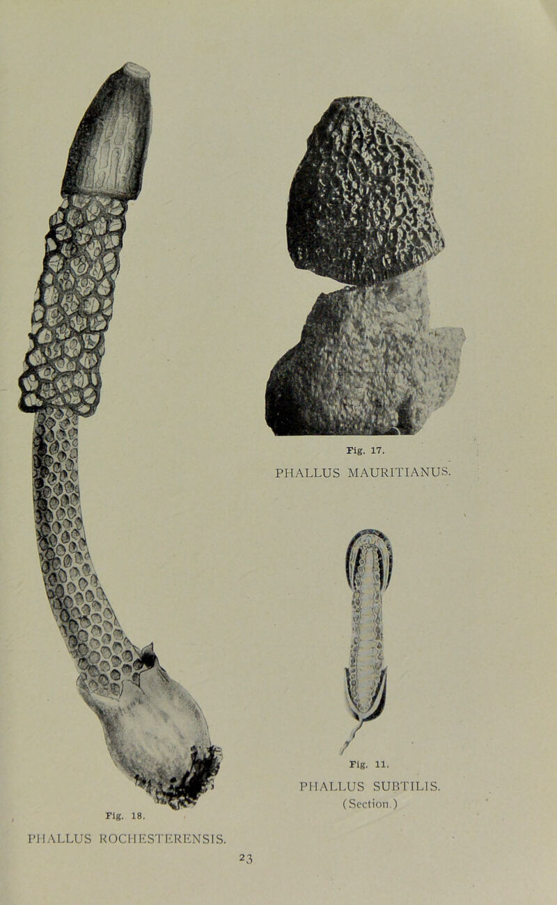 PHALLUS MAURITIANUS. Fig. ll. PHALLUS SUBTIL1S. (Section ) Fig. 18. PHALLUS ROCHESTERENSIS.