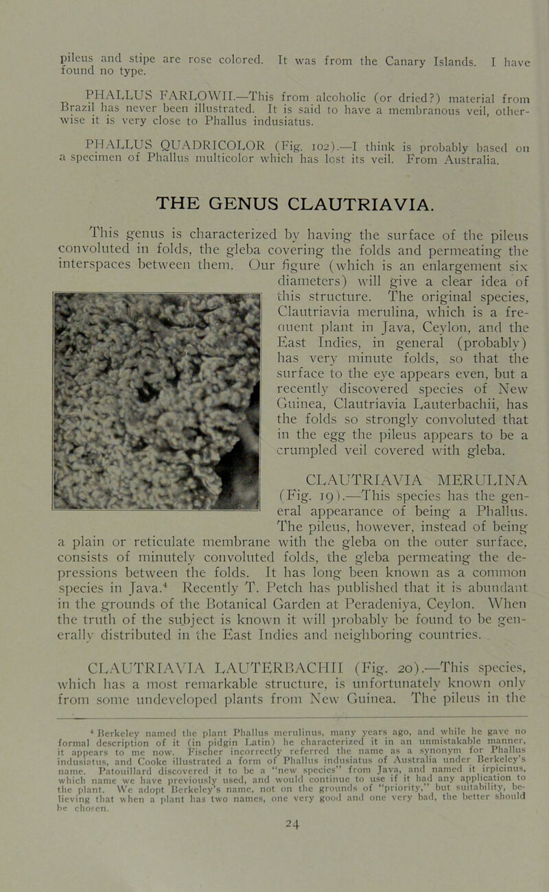 pileus and stipe are rose colored. It was from the Canary Islands. I have found no type. PHALLUS FARLOWII.—This from alcoholic (or dried?) material from Brazil has never been illustrated. It is said to have a membranous veil, other- wise it is very close to Phallus indusiatus. PHALLUS QUADRICOLOR (Fig. 102).—I think is probably based on a specimen of Phallus multicolor which has lest its veil. From Australia. THE GENUS CLAUTRIAVIA. This genus is characterized by having the surface of the pileus convoluted in folds, the gleba covering the folds and permeating the interspaces between them. Our figure (which is an enlargement six diameters) will give a clear idea of this structure. The original species, Clautriavia merulina, which is a fre- ciuent plant in Java, Ceylon, and the East Indies, in general (probably) has very minute folds, so that the surface to the eye appears even, but a recently discovered species of New Guinea, Clautriavia Lauterbachii, has the folds so strongly convoluted that in the egg the pileus appears to be a crumpled veil covered with gleba. ^ CLAUTRIAVIA MERULINA (Fig. 19).—This species has the gen- eral appearance of being a Phallus. The pileus, however, instead of being a plain or reticulate membrane with the gleba on the outer surface, consists of minutely convoluted folds, the gleba permeating the de- pressions between the folds. It has long been known as a common species in Java.4 Recently T. Petch has published that it is abundant in the grounds of the Botanical Garden at Peradeniya, Ceylon. When the truth of the subject is known it will probably he found to be gen- erally distributed in the East Indies and neighboring countries. CLAUTRIAVIA LAUTERBACHII (Fig. 20).—This species, which has a most remarkable structure, is unfortunately known only from some undeveloped plants from New Guinea. The pileus in the 4 Berkeley named the plant Phallus merulinus, many years ago, and while he gave no formal description of it (in pidgin Latin) he characterized it in an unmistakable manner, it appears to me now. Fischer incorrectly referred the name as a synonym for Phallus indusiatus, and Cooke illustrated a form of Phallus indusiatus of Australia under Berkeley s name. Patouillard discovered it to be a “now species” from Java, and named it lrpicinus, which name we have previously used, and would continue to use if it had any application to the plant. We adopt Berkeley's name, not on the grounds of “priority, but suitability, be- lieving that when a plant has two names, one very good and one very bad, the better should be chosen.