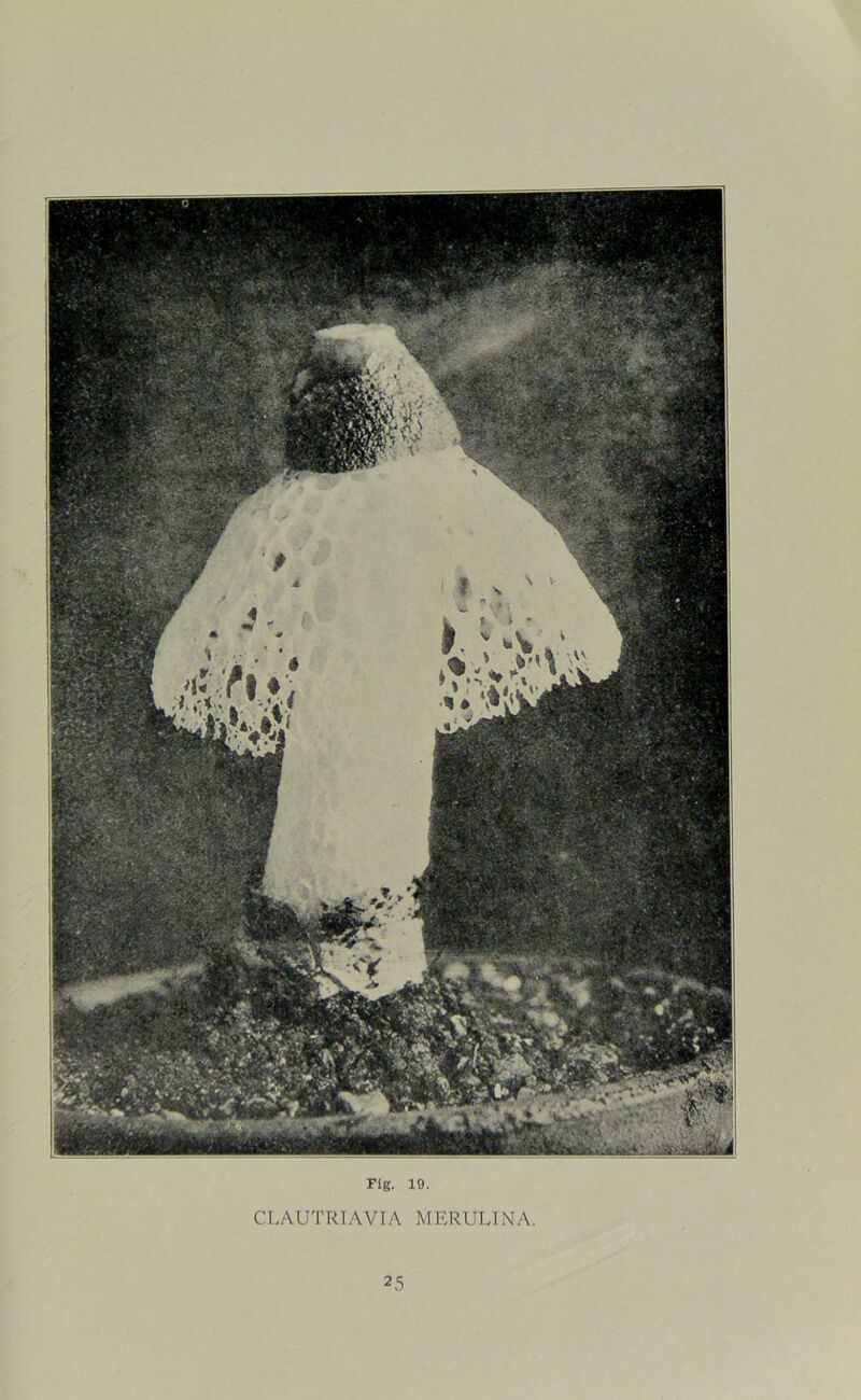 CEAUTRIAVTA MERUUNA.