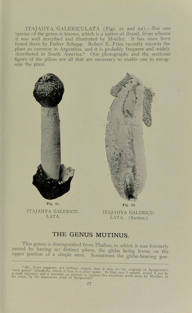 ITAJAHYA GALERICULATA (Figs. 21 and 22).—But one 'species of the genus is known, which is a native of Brazil, from whence it was well described and illustrated by Moeller. It has since been found there by Father Schupp. Robert E. Fries recently records the plant as common in Argentina, and it is probably frequent and widely distributed in South America.0 Our photographs and the sectional figure of the pileus are all that are necessary to enable one to recog- nize the plant. Fig. 21. ITAJAHYA GALERICU- LATA. Fig. 22. ITAJAHYA GALERICU- LATA. (Section.) THE GENUS MUTINUS. This genus is distinguished from Phallus, to which it was formerly united by having no distinct pileus, the gleba being borne on the upper portion of a simple stem. Sometimes the gleba-bearing por- new gemlsAlMff'^icT'f -FT”’ bc tl,e ori8il’al of Spegazzini’s