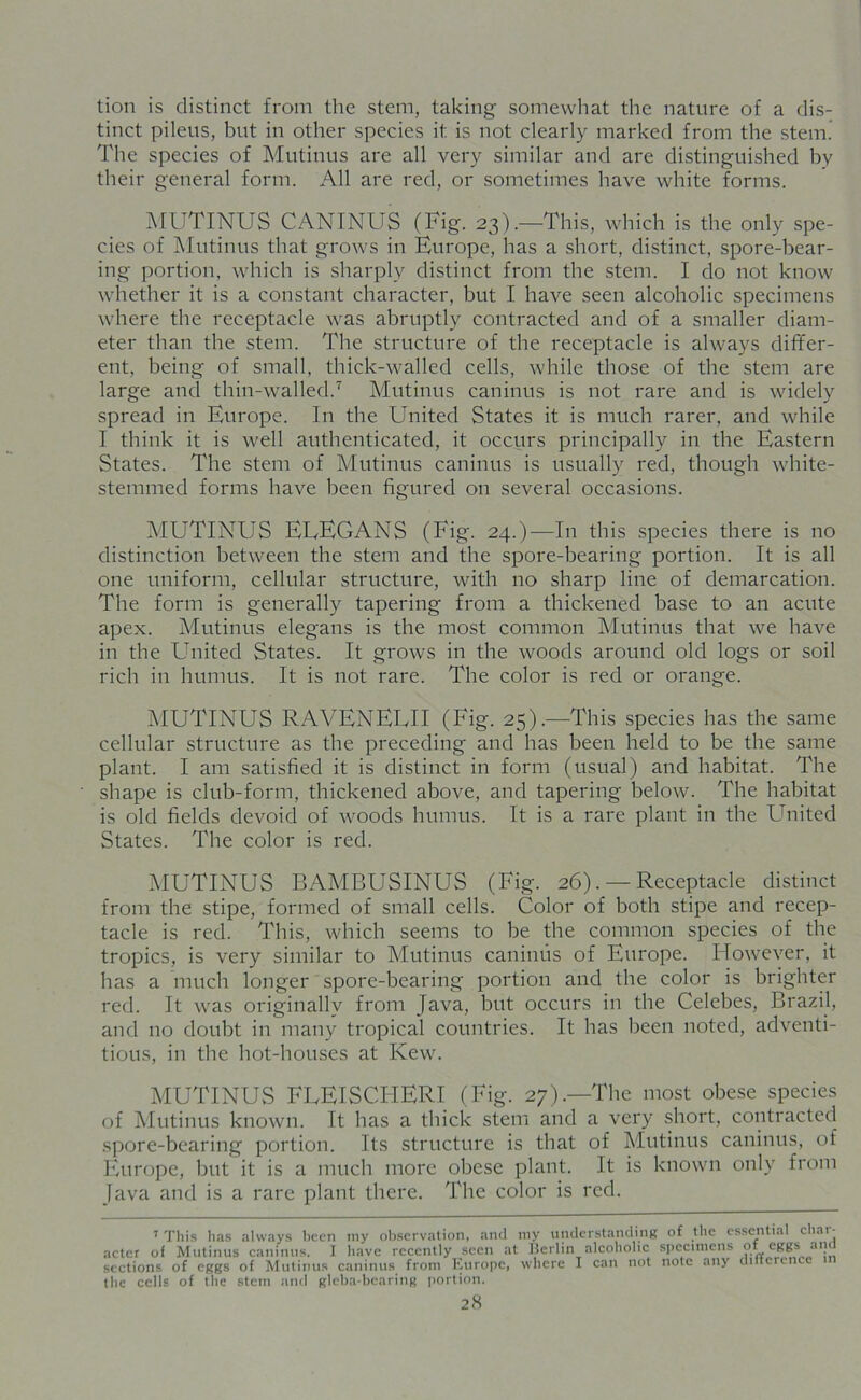 tion is distinct from the stem, taking somewhat the nature of a dis- tinct pileus, but in other species it. is not clearly marked from the stem. The species of Mutinus are all very similar and are distinguished bv their general form. All are red, or sometimes have white forms. MUTINUS CANINUS (Fig. 23).—This, which is the only spe- cies of Mutinus that grows in Europe, has a short, distinct, spore-bear- ing portion, which is sharply distinct from the stem. I do not know whether it is a constant character, but I have seen alcoholic specimens where the receptacle was abruptly contracted and of a smaller diam- eter than the stem. The structure of the receptacle is always differ- ent, being of small, thick-walled cells, while those of the stem are large and thin-walled.7 Mutinus caninus is not rare and is widely spread in Europe. In the United States it is much rarer, and while I think it is well authenticated, it occurs principally in the Eastern States. The stem of Mutinus caninus is usually red, though white- stemmed forms have been figured on several occasions. MUTINUS EEEGANS (Fig. 24.)—In this species there is no distinction between the stem and the spore-bearing portion. It is all one uniform, cellular structure, with no sharp line of demarcation. The form is generally tapering from a thickened base to an acute apex. Mutinus elegans is the most common Mutinus that we have in the United States. It grows in the woods around old logs or soil rich in humus. It is not rare. The color is red or orange. MUTINUS RAVENELII (Fig. 25).—This species has the same cellular structure as the preceding and has been held to be the same plant. I am satisfied it is distinct in form (usual) and habitat. The shape is club-form, thickened above, and tapering below. The habitat is old fields devoid of woods humus. It is a rare plant in the United States. The color is red. MUTINUS BAMBUSINUS (Fig. 26). —Receptacle distinct from the stipe, formed of small cells. Color of both stipe and recep- tacle is red. This, which seems to be the common species of the tropics, is very similar to Mutinus caninus of Europe. However, it has a much longer spore-bearing portion and the color is brighter red. It was originally from Java, but occurs in the Celebes, Brazil, and no doubt in many tropical countries. It has been noted, adventi- tious, in the hot-houses at Kew. MUTINUS FEEISCHERI (Fig. 27).—The most obese species of Mutinus known. It has a thick stem and a very short, contracted spore-bearing portion. Its structure is that of Mutinus caninus, of Europe, but it is a much more obese plant. It is known only from Java and is a rare plant there. The color is red. 7 This has always been my observation, and my understanding of the essential char- acter of Mutinus caninus. J have recently seen at Berlin alcoholic specimens of eggs and sections of eggs of Mutinus caninus from Europe, where I can not note any ditterence the cells of the stem and gleba-bcaring portion.