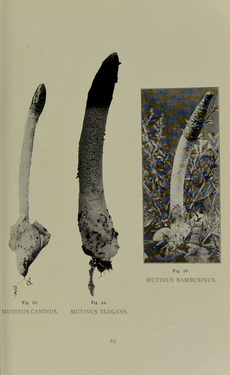 Fig. 23. MUTINUS CANINUS. Fig. 24. MUTINUS ELEGANS. Fig. 26. MUTINUS BAMBUSINUS.