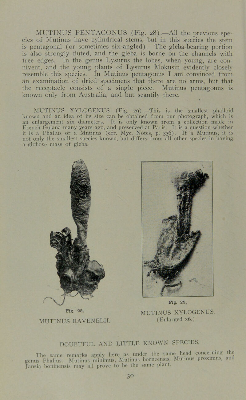 MUTINUS PENTAGONUS (Fig. 28).—All the previous spe- cies of Mutinus have cylindrical steins, but in this species the stem is pentagonal (or sometimes six-angled). The gleba-bearing portion is also strongly fluted, and the gleba is borne on the channels with free edges. In the genus Lysurus the lobes, when young, are con- nivent, and the young plants of Lysurus Mokusin evidently closely resemble this species. In Mutinus pentagonus I am convinced from an examination of dried specimens that there are no arms, but that the receptacle consists of a single piece. Mutinus pentagonus is known only from Australia, and but scantily there. MUTINUS XYLOGENUS (Fig. 29).—This is the smallest phalloid known and an idea of its size can be obtained from our photograph, which is an enlargement six diameters. It is only known from a collection made in French Guiana many years ago, and preserved at Paris. It is a question whether it is a Phallus or a Mutinus (cfr. Myc. Notes, p. 336). If a Mutinus, it is not only the smallest species known, but differs from all other species in having a globose mass of gleba. Fig. 25. MUTINUS XYLOGENUS. (Enlarged x6.) MUTINUS RAVENELII. DOUBTFUL AND LITTLE KNOWN SPECTES. genus Phallus The same remarks apply genus Phallus. Mutinus minim—, Jansia boninensis may all prove to be the same plant.