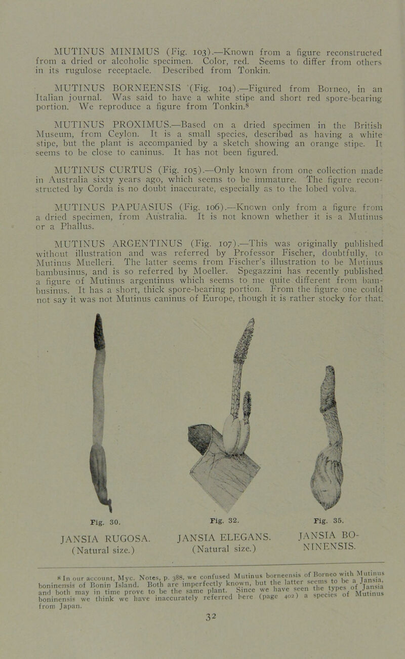 MUTINUS MINIMUS (Big. 103).—Known from a figure reconstructed from a dried or alcoholic specimen. Color, red. Seems to differ from others in its rugulose receptacle. Described from Tonkin. MUTINUS BORNEENSIS (Fig. 104).—Figured from Borneo, in an Italian journal. Was said to have a white stipe and short red spore-bearing portion. We reproduce a figure from Tonkin.8 MUTINUS PROXIMUS.—Based on a dried specimen in the British Museum, from Ceylon. It is a small species, described as having a white stipe, but the plant is accompanied by a sketch showing an orange stipe. It seems to be close to caninus. It has not been figured. MUTINUS CURTUS (Fig. 105).—Only known from one collection made in Australia sixty years ago, which seems to be immature. The figure recon- structed by Corda is no doubt inaccurate, especially as to the lobed volva. MUTINUS PAPUASIUS (Fig. 106).—Known only from a figure from a dried specimen, from Australia. It is not known whether it is a Mutinus or a Phallus. MUTINUS ARGENTINUS (Fig. 107).—This was originally published without illustration and was referred by Professor Fischer, doubtfully, to Mutinus Muelleri. The latter seems from Fischer’s illustration to be Mutinus bambusinus, and is so referred by Moeller. Spegazzini has recently published a figure of Mutinus argentinus which seems to me quite different from bam- businus. It has a short, thick spore-bearing portion. From the figure one could not say it was not Mutinus caninus of Europe, though it is rather stocky for that. Fig. 30. J ANSI A RUGOSA. (Natural size.) Fig. 32. Fig. 35. TANSIA BO- NINFNSIS. JANSIA ELFGANS. (Natural size.) x In our account, Myc. Notes, p. 388. wc confused Mutini boninensis of Bonin Island. Both arc imperfectly known, 1 ami both may in time prove to be the same plant. Since boninensis we tliink wc have inaccurately referred here front Japan. inns borneensis of Borneo with Mutinus t, but the latter seems to be a Jansta. . . . .1. „ r\f I OtlCUl ce we have seen the types of Jansta e (page 402) a species of Mutinus