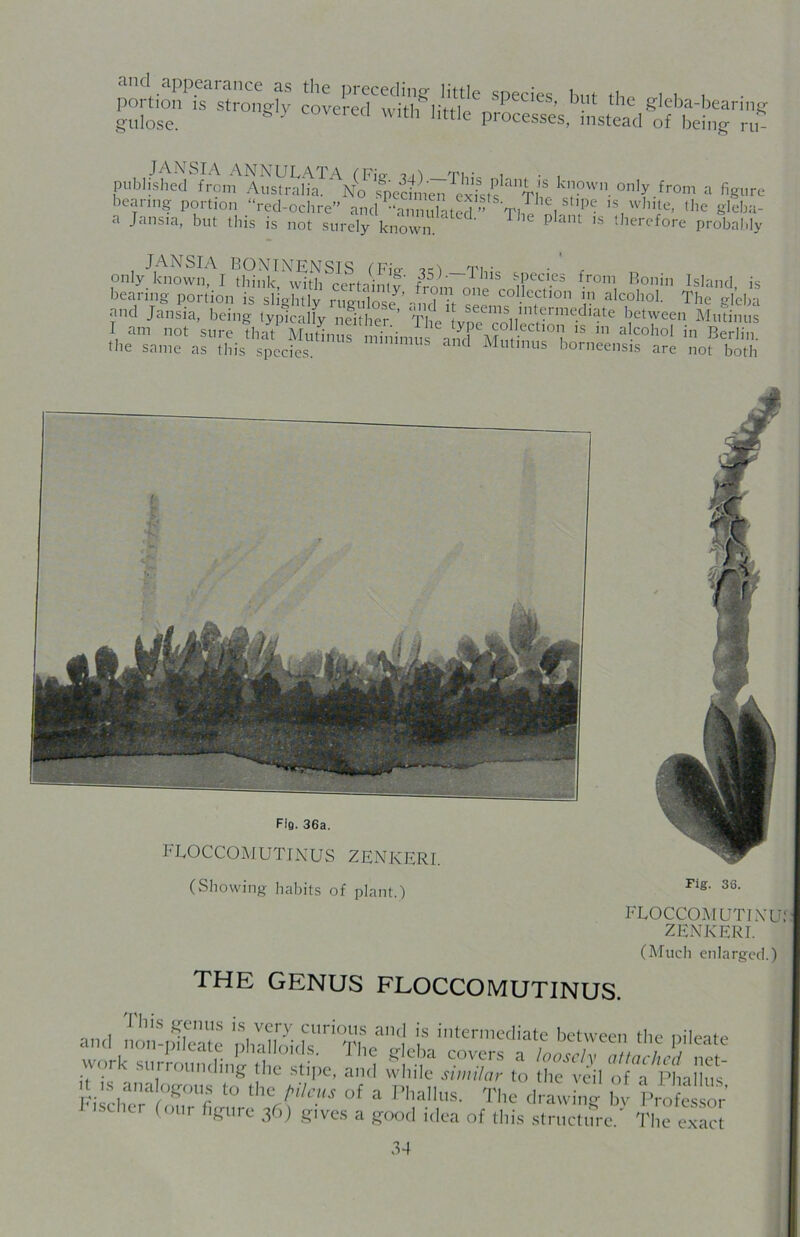 and appearance as the preceding- little portion is strongly covered with little gulose. species, but the gleba-bearing processes, instead of being ru- JANSIA ANNULATA CFio- i ■ , published from Australia. No spedmen existslant ^s known only from a figure bearing portion “red-ochre” and “annulated Vi 1 tlp<^ ,s,whlte> die gleba- a Jansia, but Ibis is not surely known. atCd' ^ plant ls dierefore probably JANSIA BONINENSIS I Fie- ici —Tin. • ' r only known, I think with certain)?' F1IS i'PecI.es from Bonin Island is bearing portion is sliehtlv mo-ni ?nJ °Ue c°Mection in alcohol. The gfeb-i and Jansia, being lypk-a fy ntShef’ Th seems intermediate between Minimis I am not sure tha?MuLlT inj a Twf ,S in al.coho1 - Berlin the same as this species. US and Mutinus bornepisis are not both (Showing habits of plant.) Fig' 33' FLOCCOMUTIXU ZENKERI. (Much enlarged.) THE GENUS FLOCCOMUTINUS. ii isss figure 36) gives a good idea of this structure. The exact