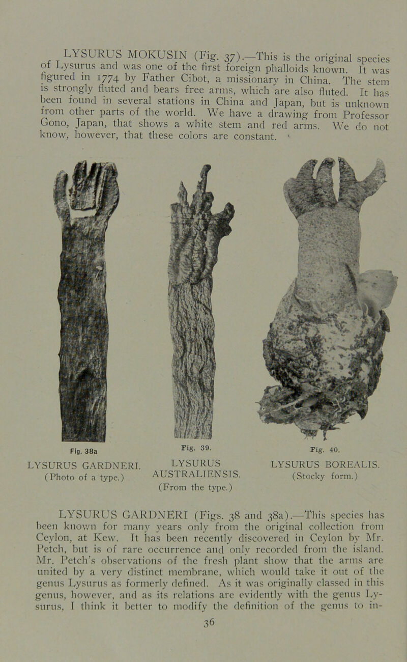 SURUS MOKUSIN (Fig-. 37).—This is the original species ot Lysurus and was one of the first foreign phalloids known. It was figured in 1774 by Father Cibot, a missionary in China. The stem is strongly fluted and bears free arms, which are also fluted. It has been found in several stations in China and Japan, but is unknown from other parts of the world. We have a drawing from Professor Gono, Japan, that shows a white stem and red arms. We do not know, however, that these colors are constant. * Fig. 38a LYSURUS GARDNERI. (Photo of a type.) Fig. 39. LYSURUS AUSTRALIENSTS. (From the type.) Fig. 40. LYSURUS BOREALIS. (Stocky form.) LYSURUS GARDNERI (Figs. 38 and 38a).—This species has been known for many years only from the original collection from Ceylon, at Kew. It lias been recently discovered in Ceylon by Mr. Petch, but is of rare occurrence and only recorded from the island. Mr. Petch’s observations of the fresh plant show that the arms are united by a very distinct membrane, which would take it out of the genus Lysurus as formerly defined. As it was originally classed in this genus, however, and as its relations are evidently with the genus Ly- surus, I think it better to modify the definition of the genus to in-