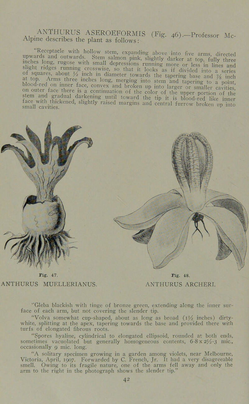 ANTHURUS ASEROEFORMIS (Fig. 46).-Professor Me- Alpine describes the plant as follows: Receptacle with hollow stem, expanding above into five arms directed Kp«d1nand outward®- Stem salmon pink, slightly darker at top, fully three inches long, rugose with small depressions running more or less in lines and slight ridges running crosswise, so that it looks as if dWideTi,l a series at tl'^lnuslVe? -inC1h mi diameter ,lowards the tapering base and ?/8 i„ch uitT- , • thrC% lcheS long’ nier8inff into stem and tapering to a point, ood-iec on inner face, convex and broken up into larger or smaller cavities’ on outer face there is a continuation of the color of the upper portion of the stem and gradual darkening until toward the tip it is blood-red like inner face with thickened, slightly raised margins and central furrow broken up into small cavities. 1 Fig. 47. ANTHURUS MUF.LLERIANUS. Fig. 48. ANTHURUS ARCHERI. “Gleba blackish with tinge of bronze green, extending along the inner sur- face of each arm, but not covering the slender tip. “Volva somewhat cup-shaped, about as long as broad (1J/2 inches) dirty- white, splitting at the apex, tapering towards the base and provided there with turfs of elongated fibrous roots. “Spores hyaline, cylindrical to elongated ellipsoid, rounded at both ends, sometimes vacuolated but generally homogeneous contents, 6-8 x 2)^-3 mic., occasionally 9 mic. long. “A solitary specimen growing in a garden among violets, near Melbourne, Victoria, April, 1907. Forwarded by C. French, Jr. It had a very disagreeable smell. Owing to its fragile nature, one of the arms fell away and only the arm to the right in the photograph shows the slender tip.”