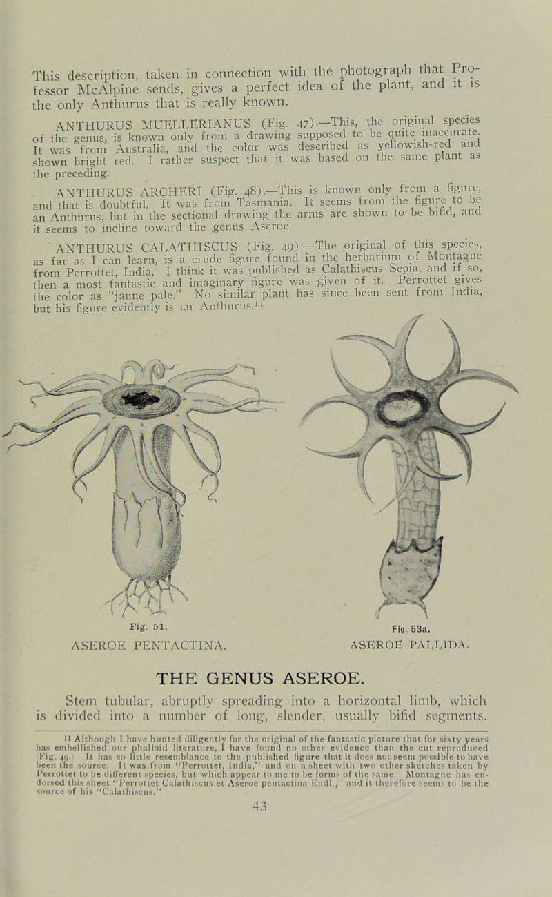 v/V This description, taken in connection with the photograph that Pro- fessor McAlpine sends, gives a perfect idea of the plant, and it is the only Anthurns that is really known. ANTHURUS MUELLERIANUS (Fig. 47).—This, the original species of the genus, is known only from a drawing supposed to be quite inaccurate. It was from Australia, and the color was described as yellowish-red and shown bright red. I rather suspect that it was based on the same plant as the preceding. ANTHURUS ARCHERI (Fig. 48).—This is known only from a figure, and that is doubtful. It was from Tasmania. It seems from the figure to be an Anthurus, but in the sectional drawing the arms are shown to be bifid, and it seems to incline toward the genus Aseroe. ANTHURUS CALATHISCUS (Fig. 49)-—The original of this species, as far as I can learn, is a crude figure found in the herbarium of Montague from Perrottet, India. I think it was published as Calathiscus Sepia, and if. so, then a most fantastic and imaginary figure was given of it. Perrottet gives the color as l‘jaline pale.” No similar plant has since been sent fiom India, but his figure evidently is an Anthurus.11 rig. 51. Fig. 53a. ASEROE PENTACTINA. ASEROE PAEE1DA. THE GENUS ASEROE. Stem tubular, abruptly spreading into a horizontal limb, which is divided into a number of long, slender, usually bifid segments. II Although I have hunted diligently for the original of the fantastic picture that for sixty years has embellished our phalloid literature, I have found no other evidence than the cut reproduced Fig. 40. It has so little resemblance to the published figure that it does not seem possible to have been tne source. It was from “Perrottet, India, and on a sheet with two other sketches taken by Perrottet to be different species, but which appear to me to be forms of the same. Montague has en- dorsed this sheet “Perrottet Calathiscus et Aseroe pcntactina Endl./’ and it therefore seems to be the source of his “Calathiscus.