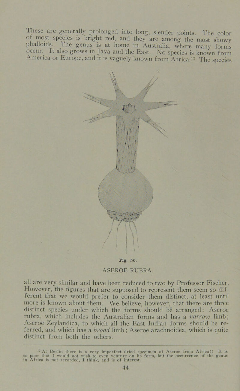 l hese are generally prolonged into long, slender points. The color ot most species is bright red, and they are among the most showy phalloids. The genus is at home in Australia, where many forms occur. It also grows in Java and the East. No species is known from America or Europe, and it is vaguely known from Africa.12 The species A tK l S w -f ■ -r •'< ri»i* y. j(\V \ \ Fig. 50. ASEROE RUBRA. all are very similar and have been reduced to two by Professor Fischer. I lowever, the figures that are supposed to represent them seem so dif- ferent that we would prefer to consider them distinct, at least until more is known about them. We believe, however, that there are three distinct species under which the forms should be arranged: Aseroe rubra, which includes the Australian forms and has a narrow limb; Aseroe Zeylandica, to which all the East Indian forms should be re- ferred, and which has a broad limb; Aseroe arachnoidea, which is quite distinct from both the others. 12 At iierlin there is a very imperfect dried specimen of Aseroe from Africa!! It is so poor that I would not wish to even venture on its form, hut the occurrence of the genus in Africa is not recorded, I think, and is of interest.